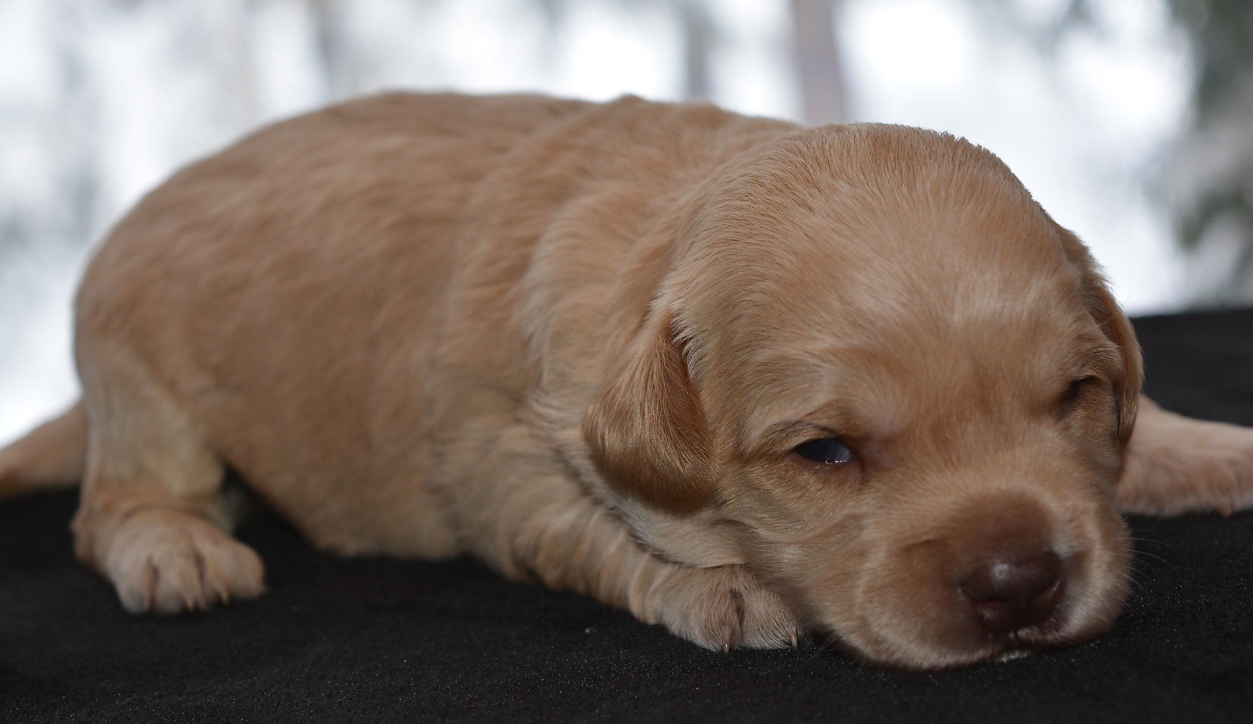 Storm the only boy!! 