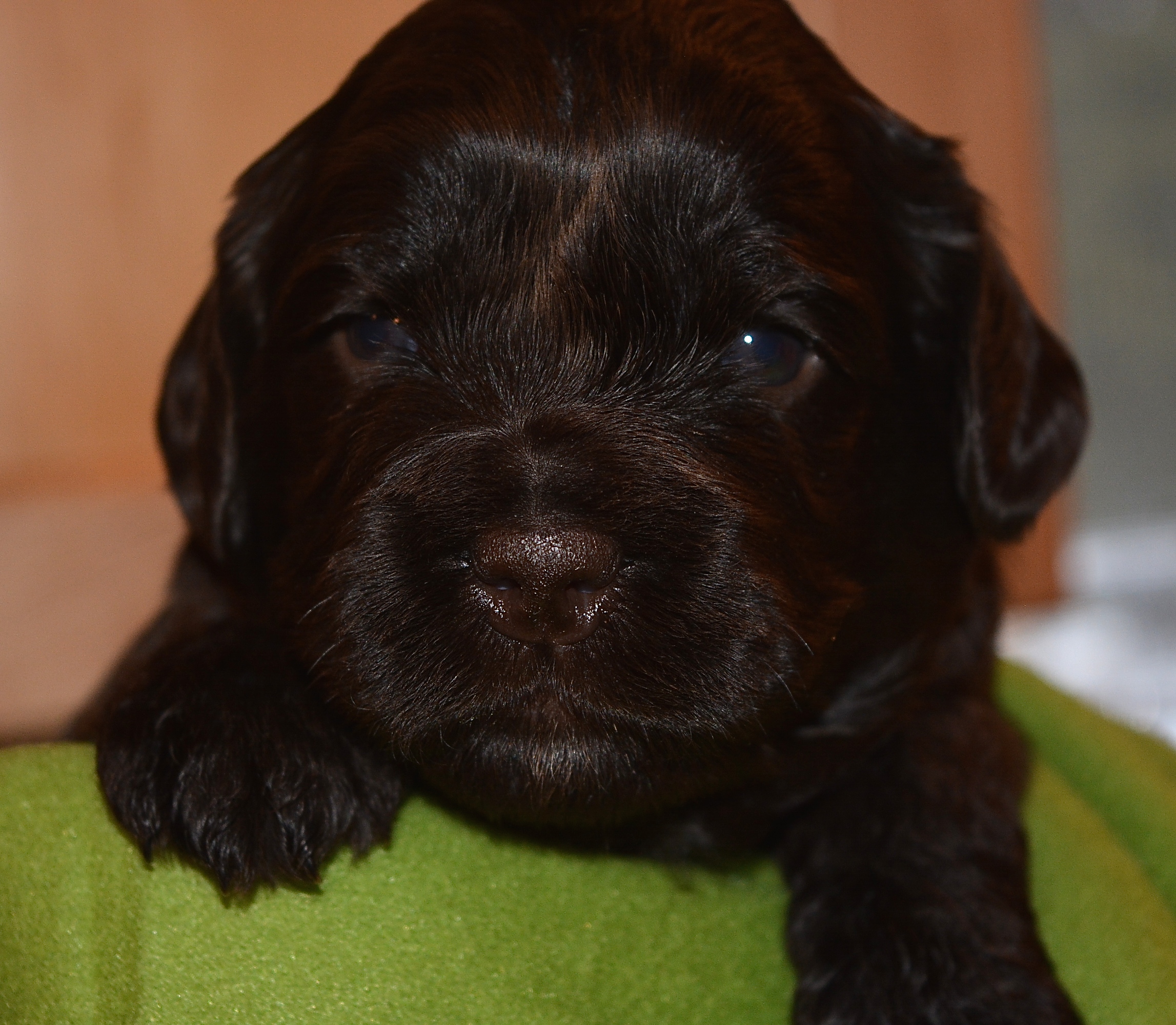 Miss Fern Green! Gorgeous chocolate!! 