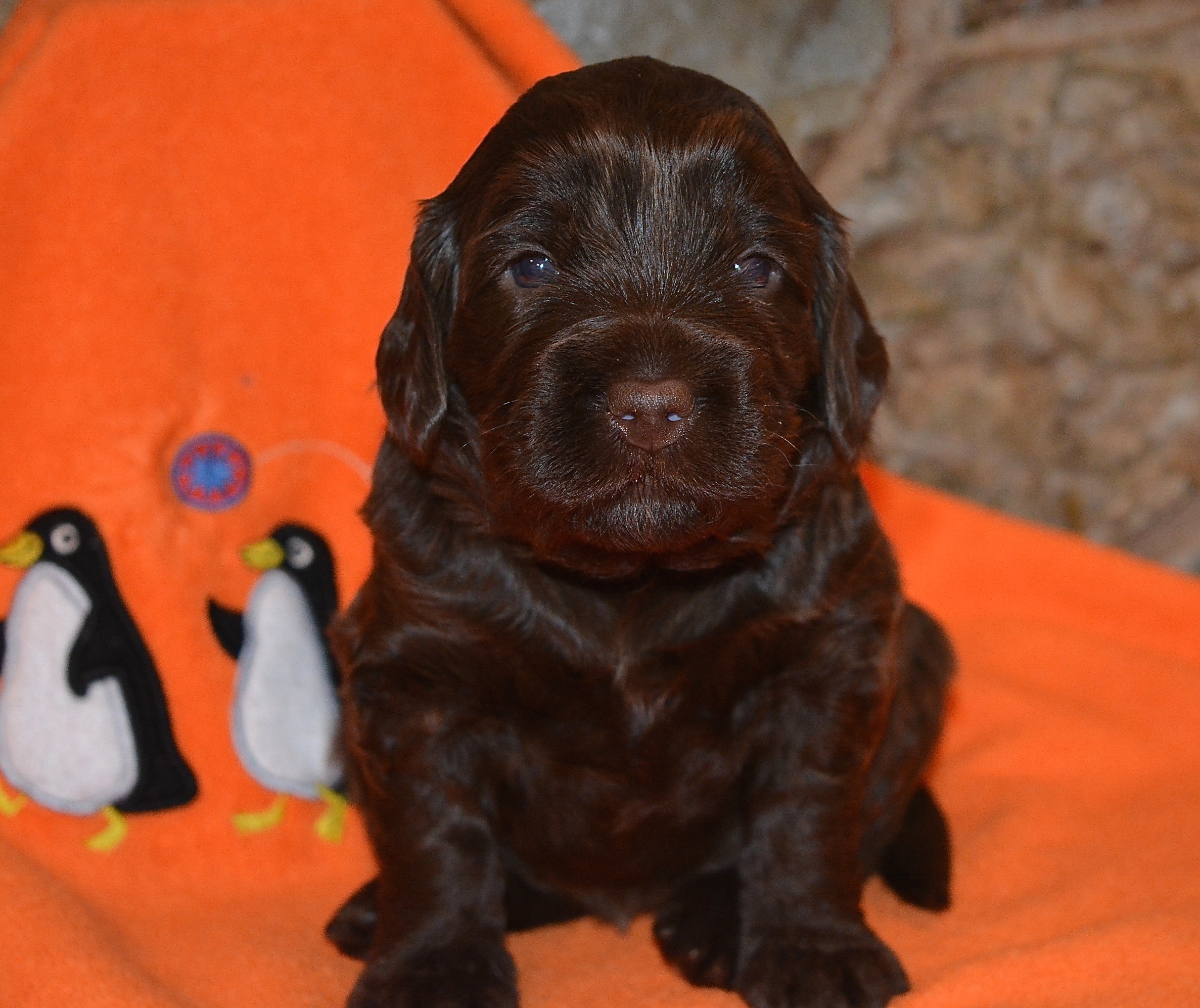 Orange Petal is a sweetie pie :) 