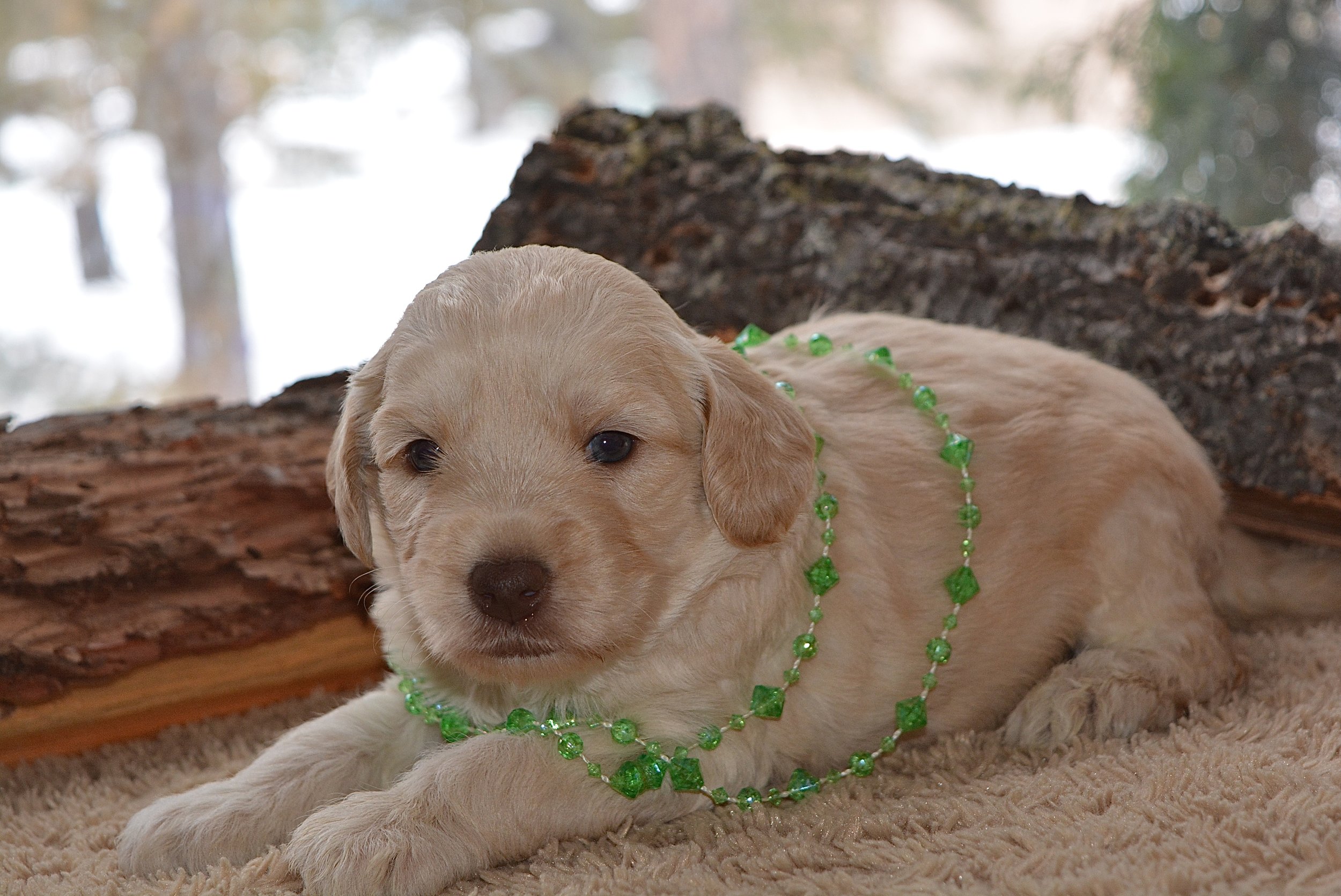 Merry No Collar with her green jewels :) 