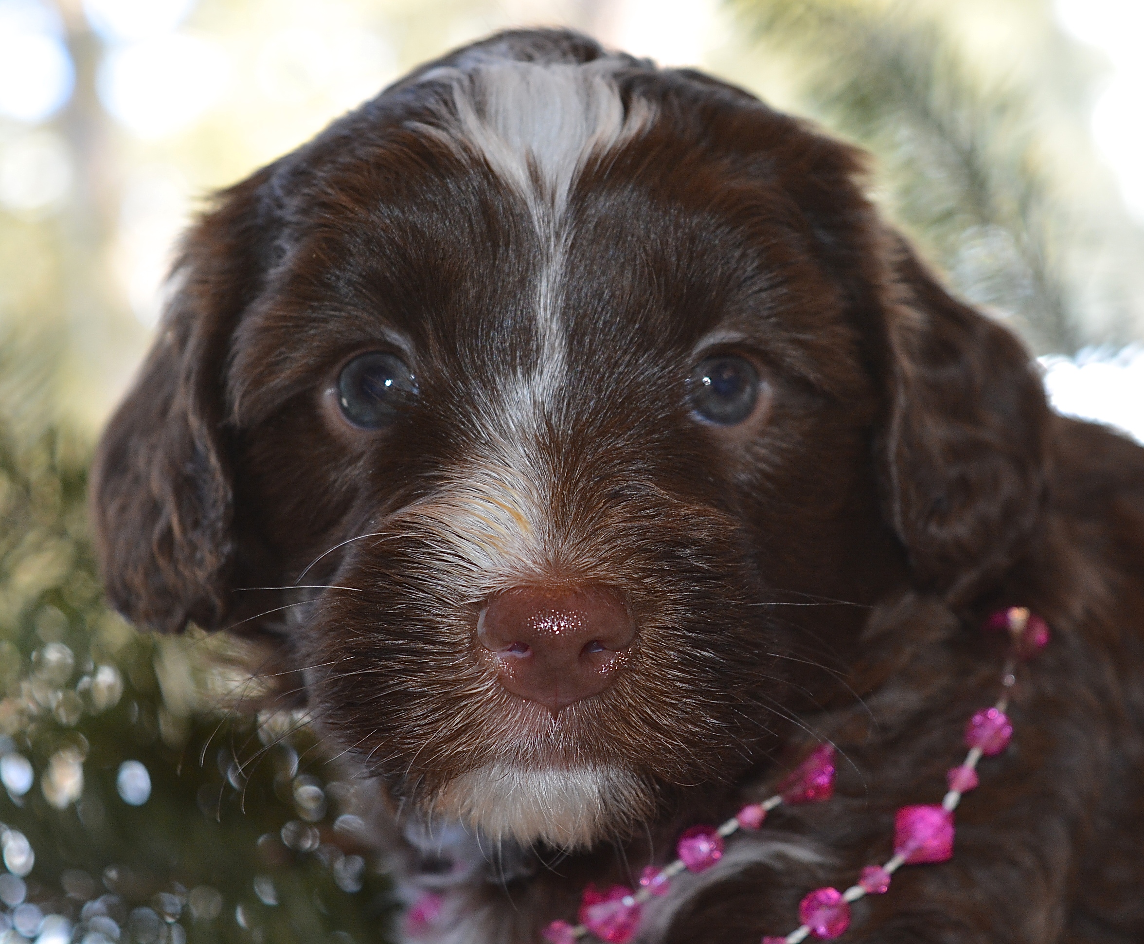 This is our beautiful Pink Loveliness! 