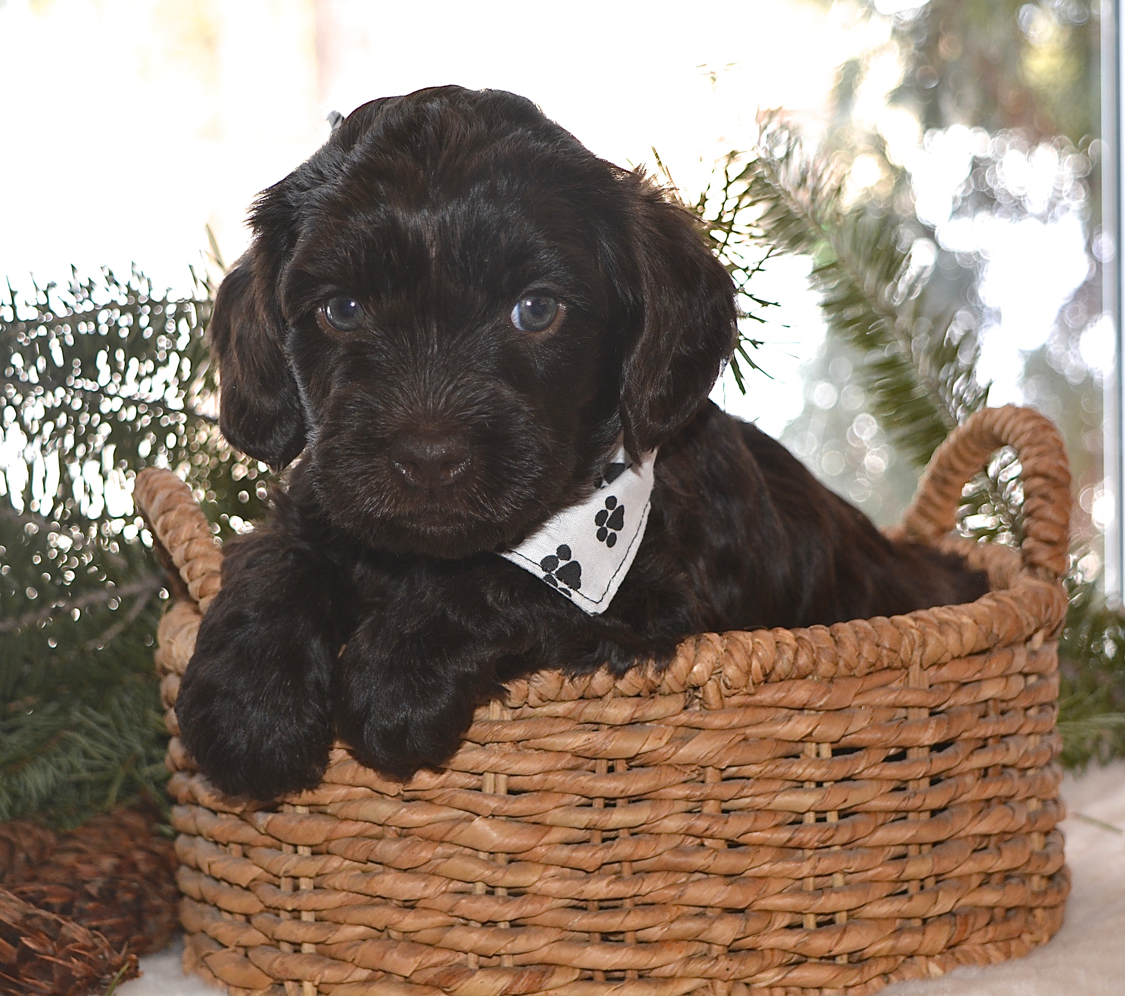 Nothing like a good basket of dark chocolate :) I could gobble him up! 