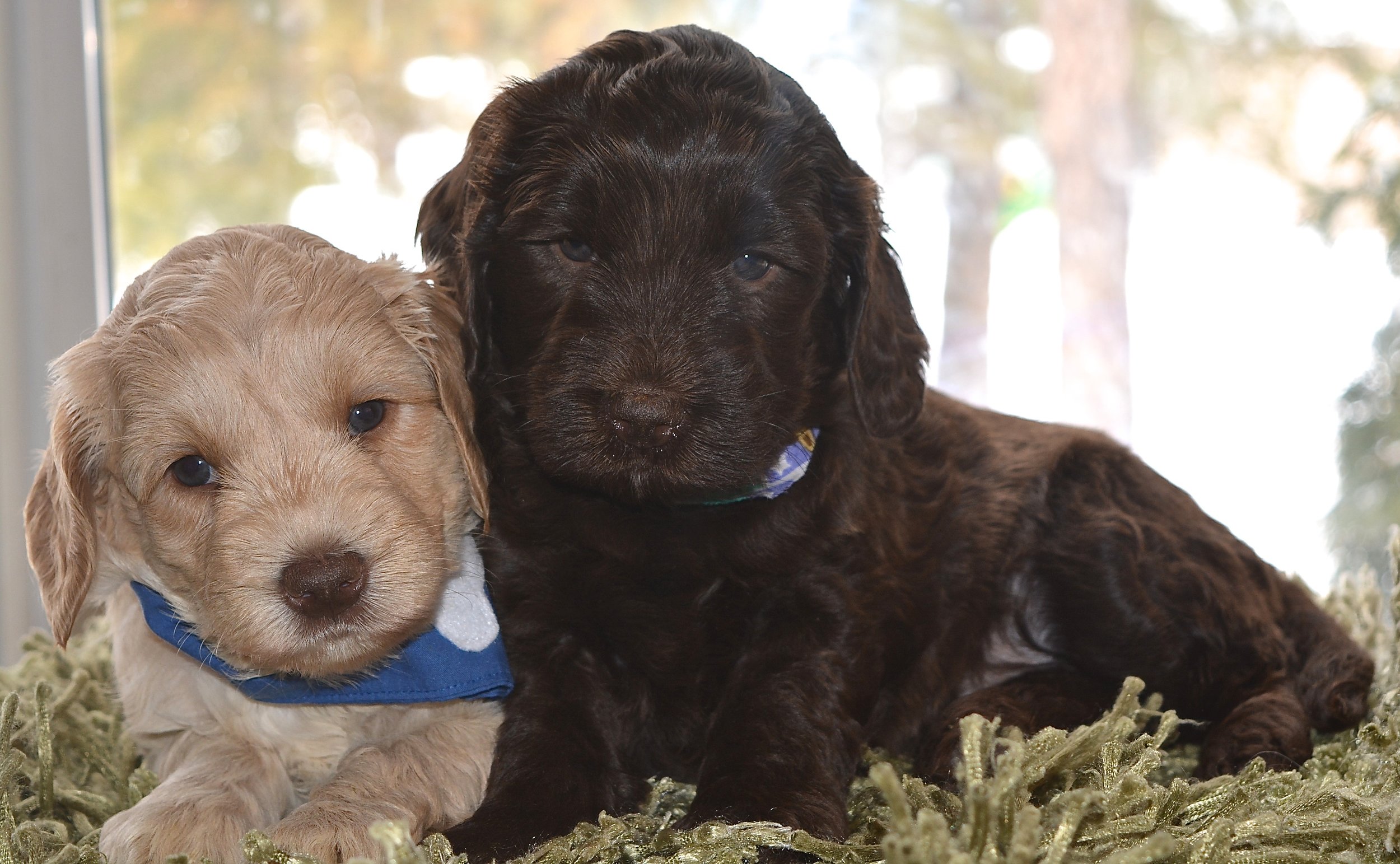 Look at those sweet faces :) Orange Petal and her brother Storm! 