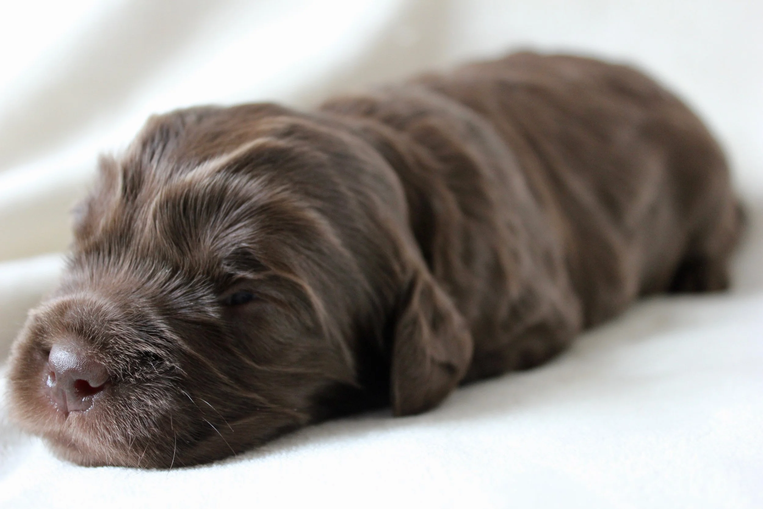 Mr. Milk Chocolate
