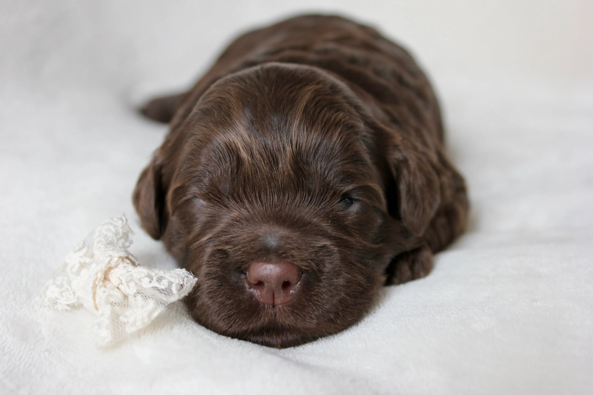 Ms. Chocolate