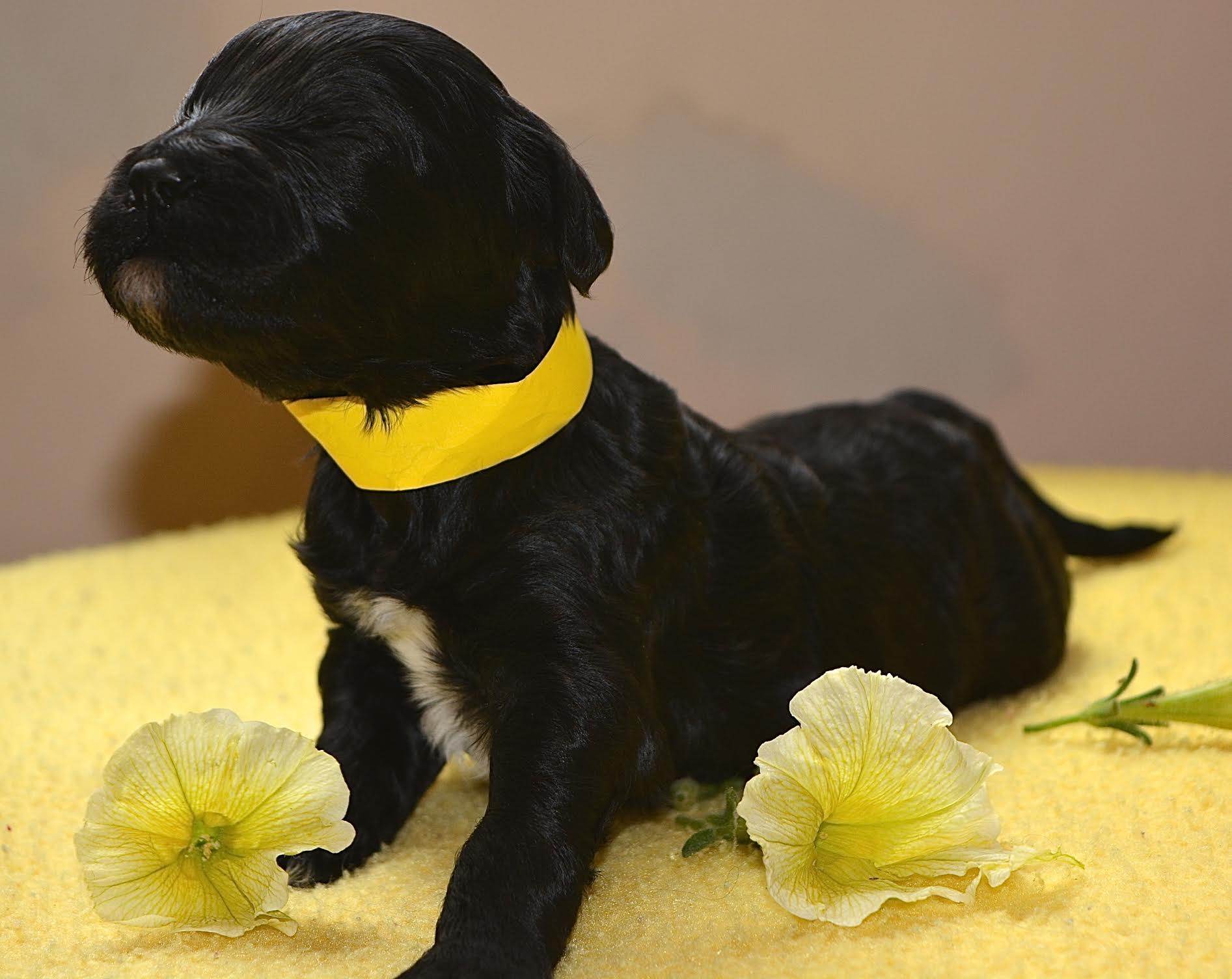 Yellow Collar Girl