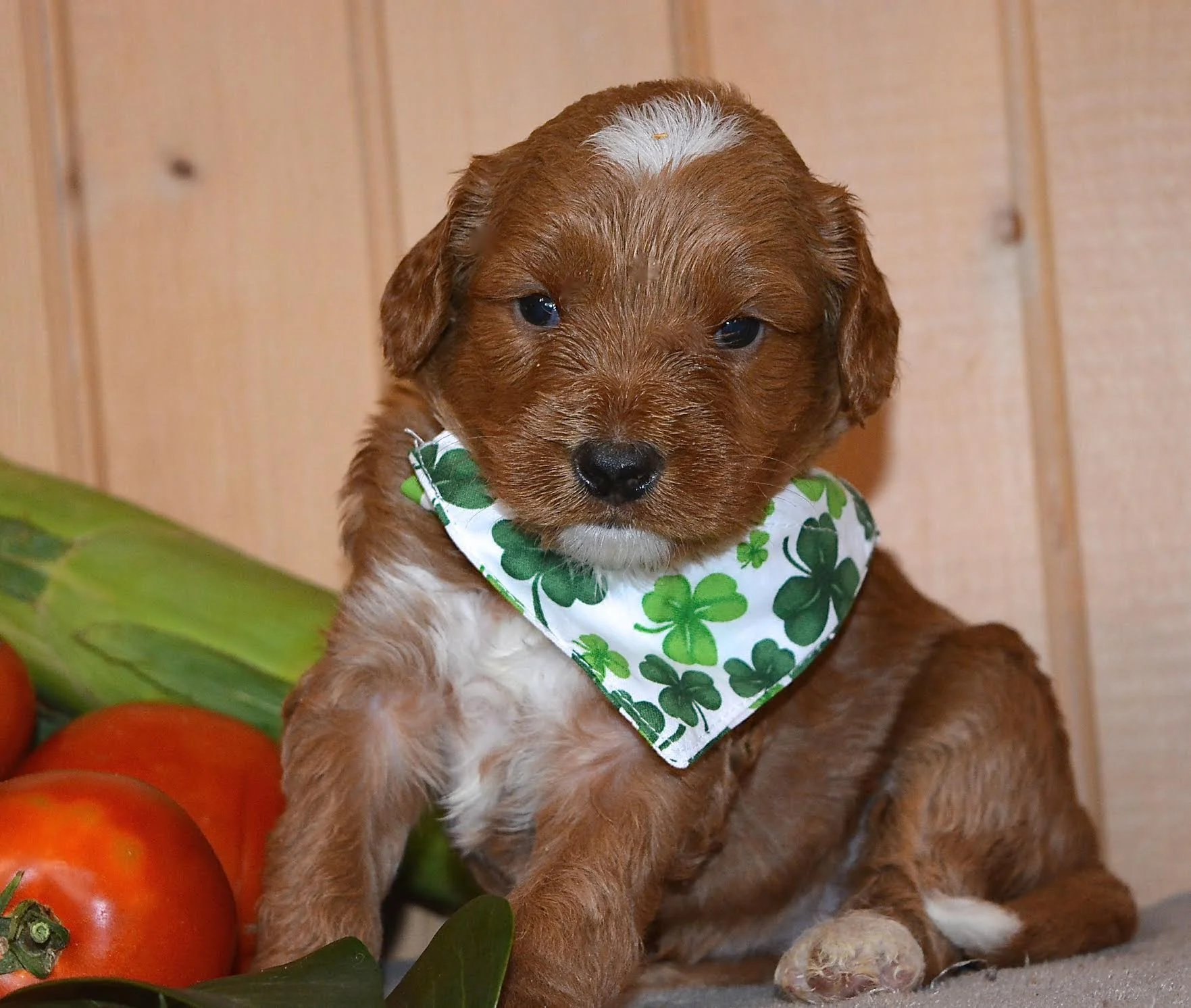 Ivy Green