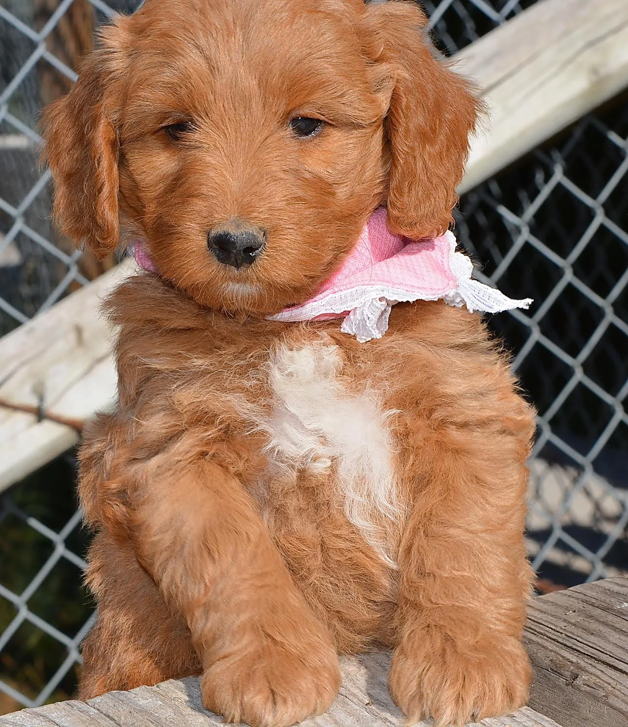 Congrats to Pretty Pink and the Crowell Family!