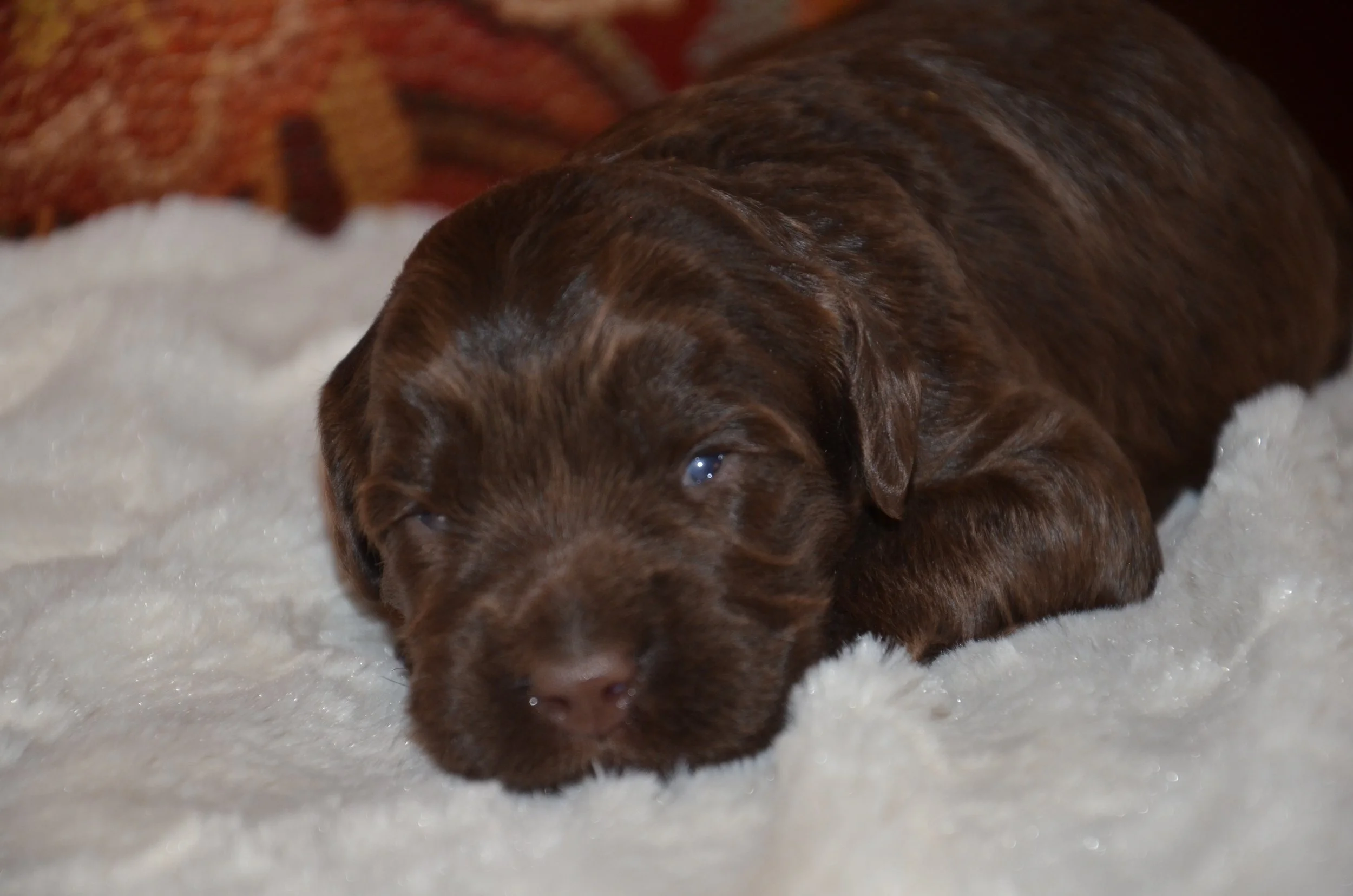 Chocolate Girl
