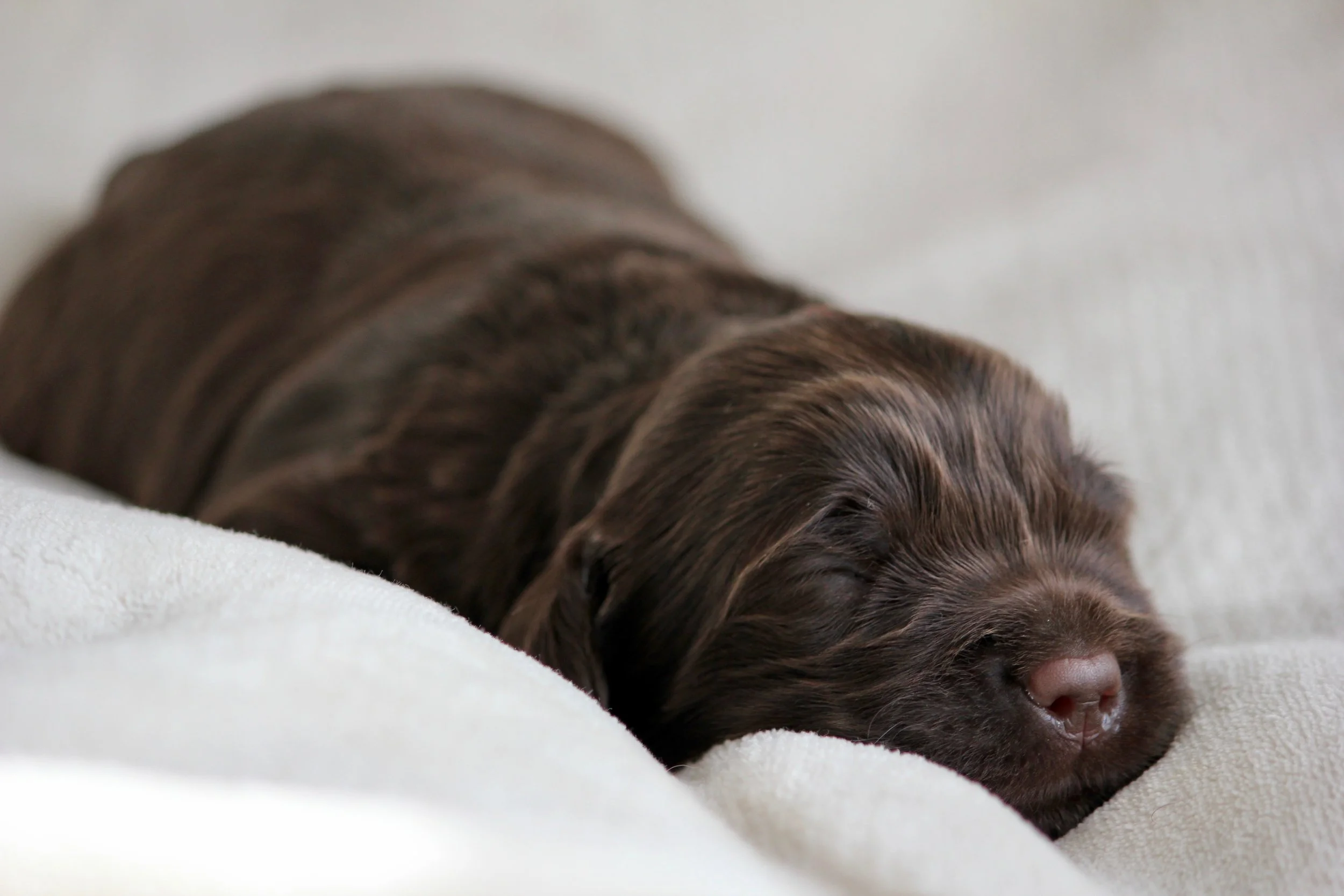 Chocolate Boy