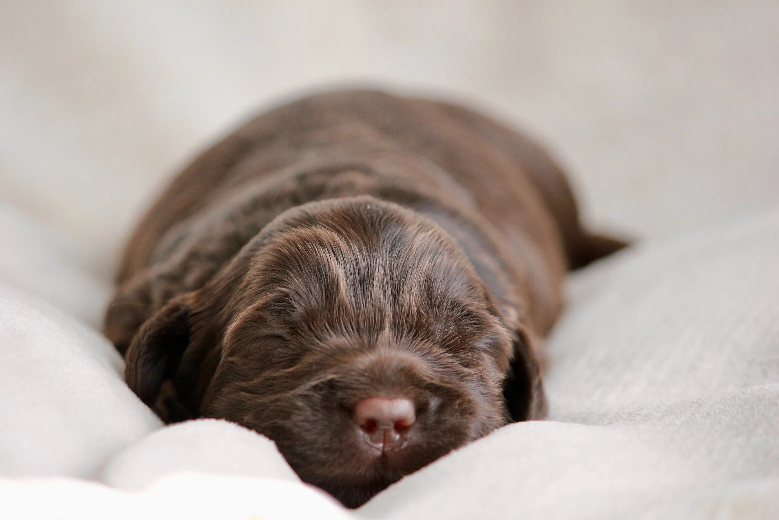 Chocolate Boy