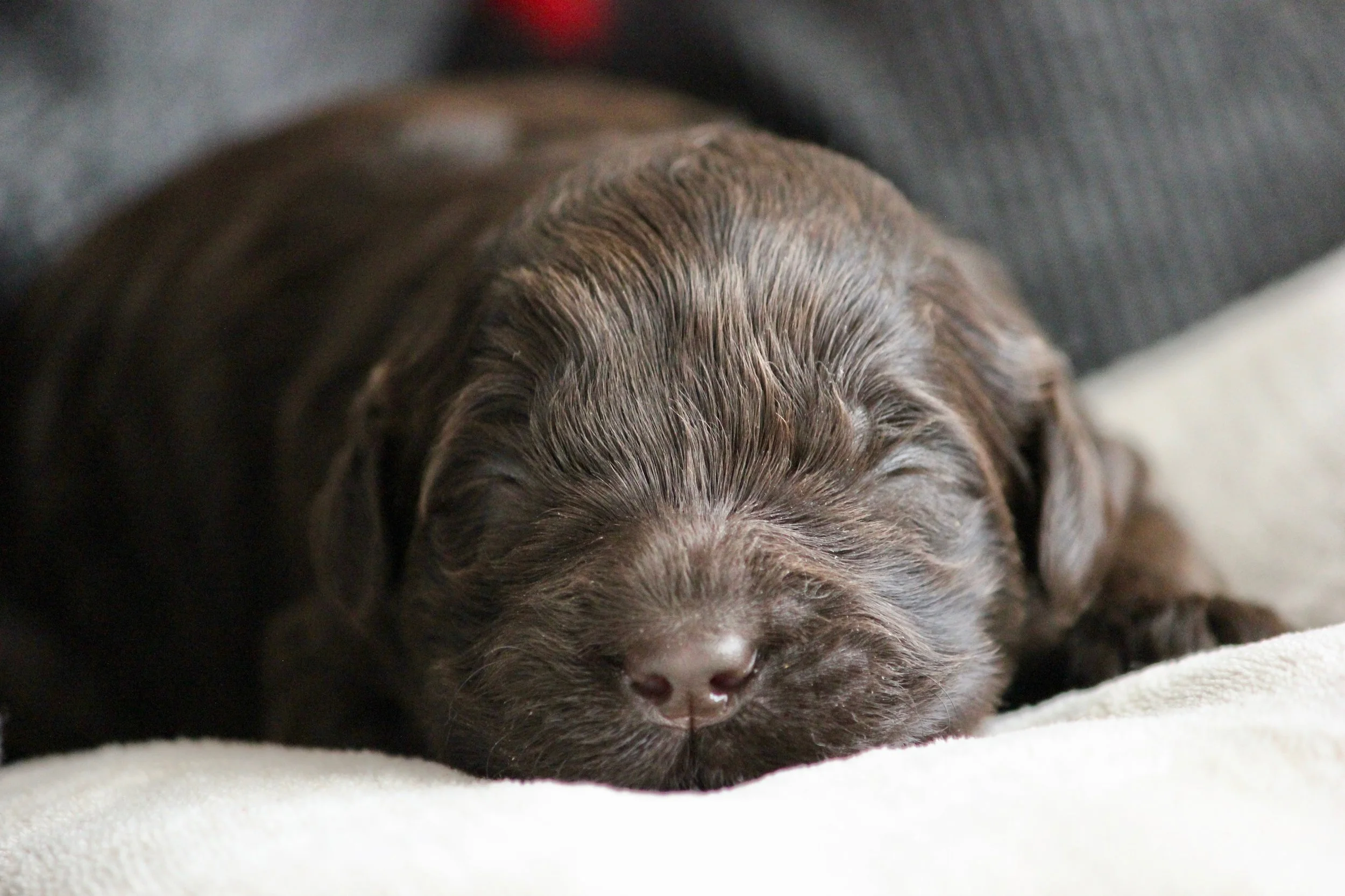 Chocolate Boy