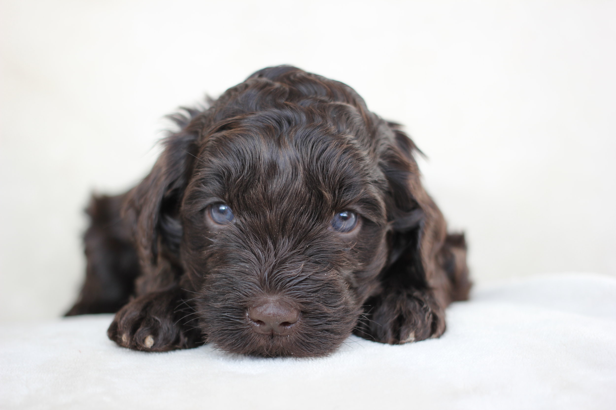 Dark Chocolate Boy