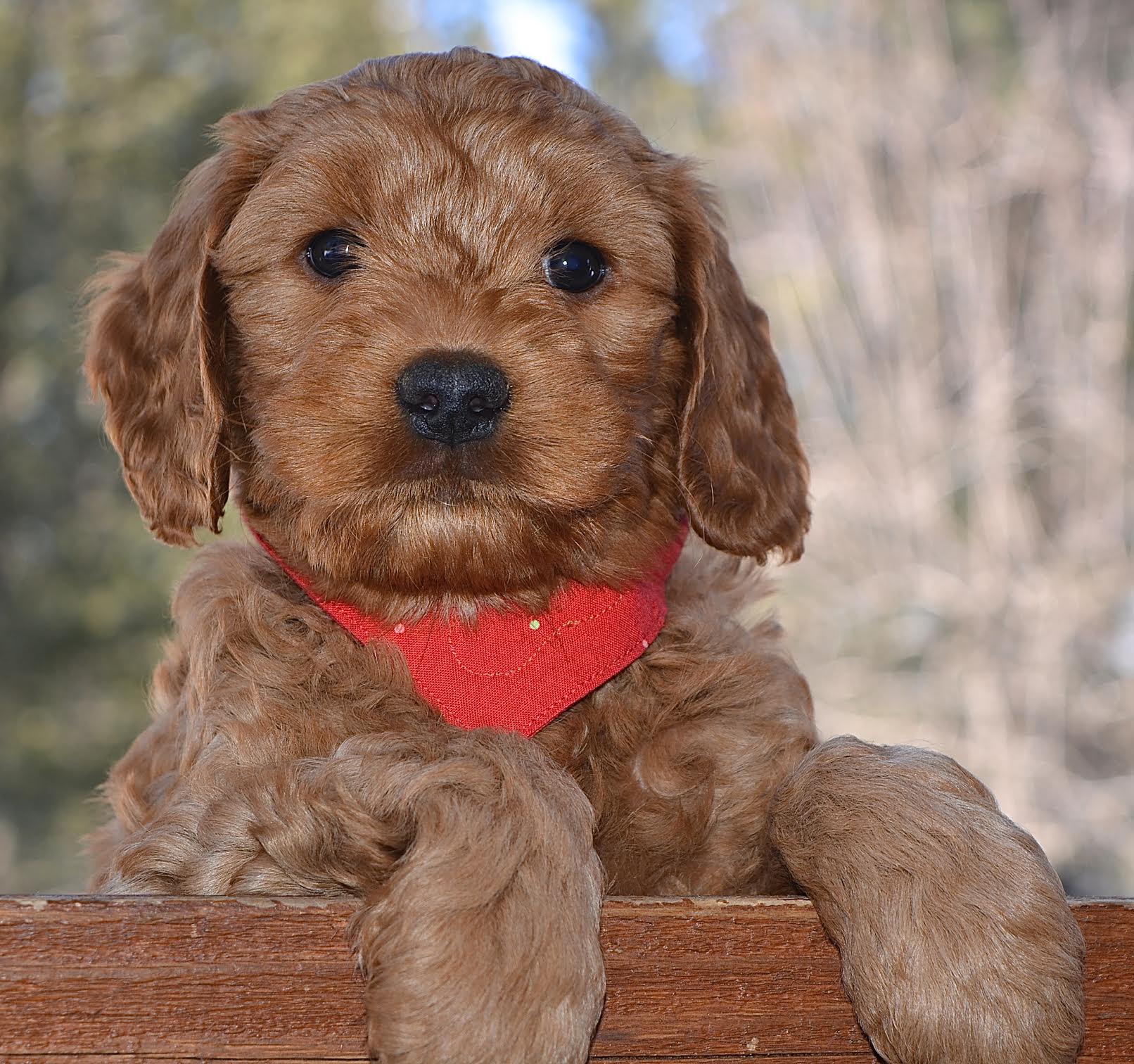 Congrats to Red Boy, Pip and the Boone family!