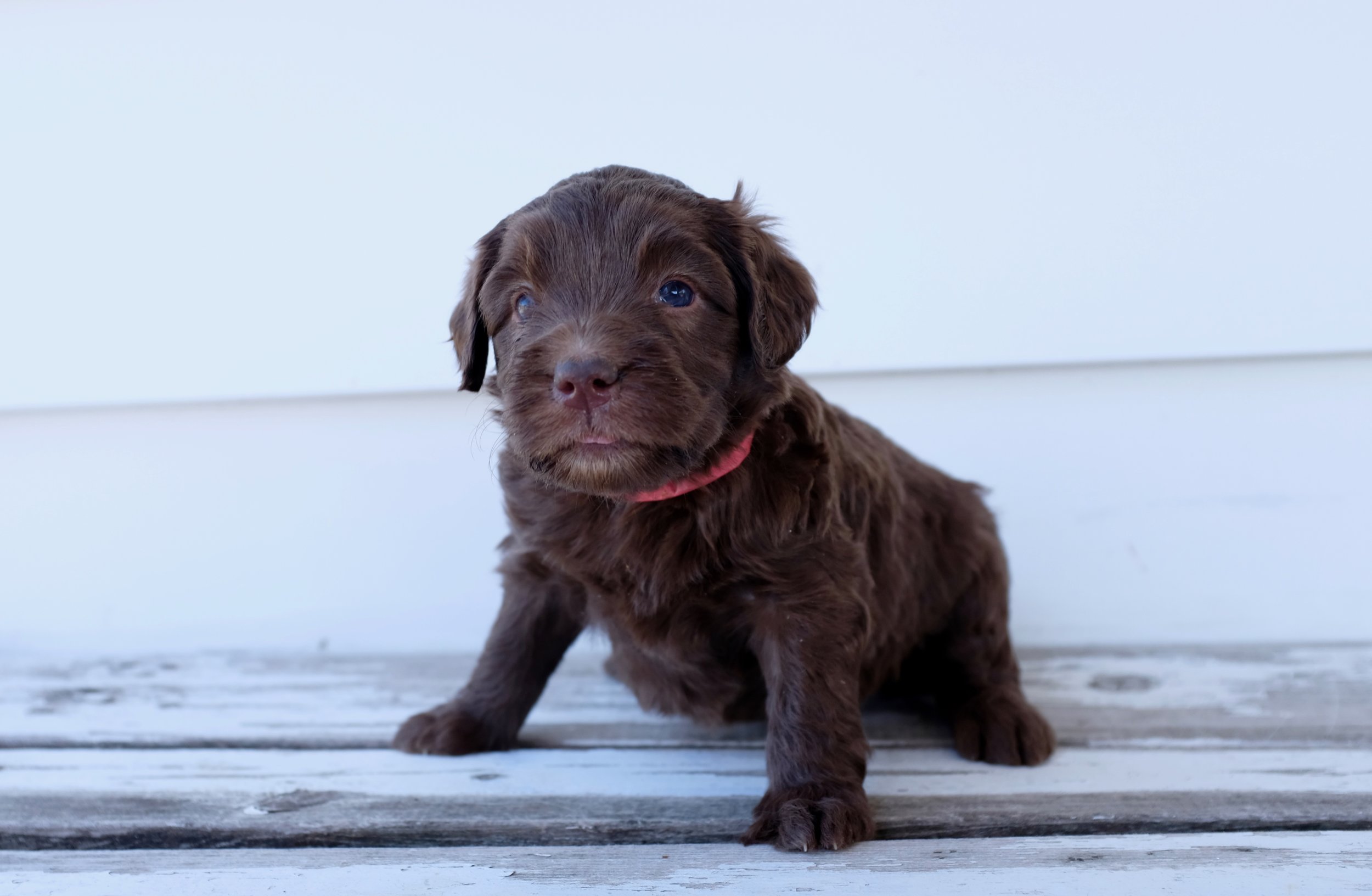 Red Collar Girl