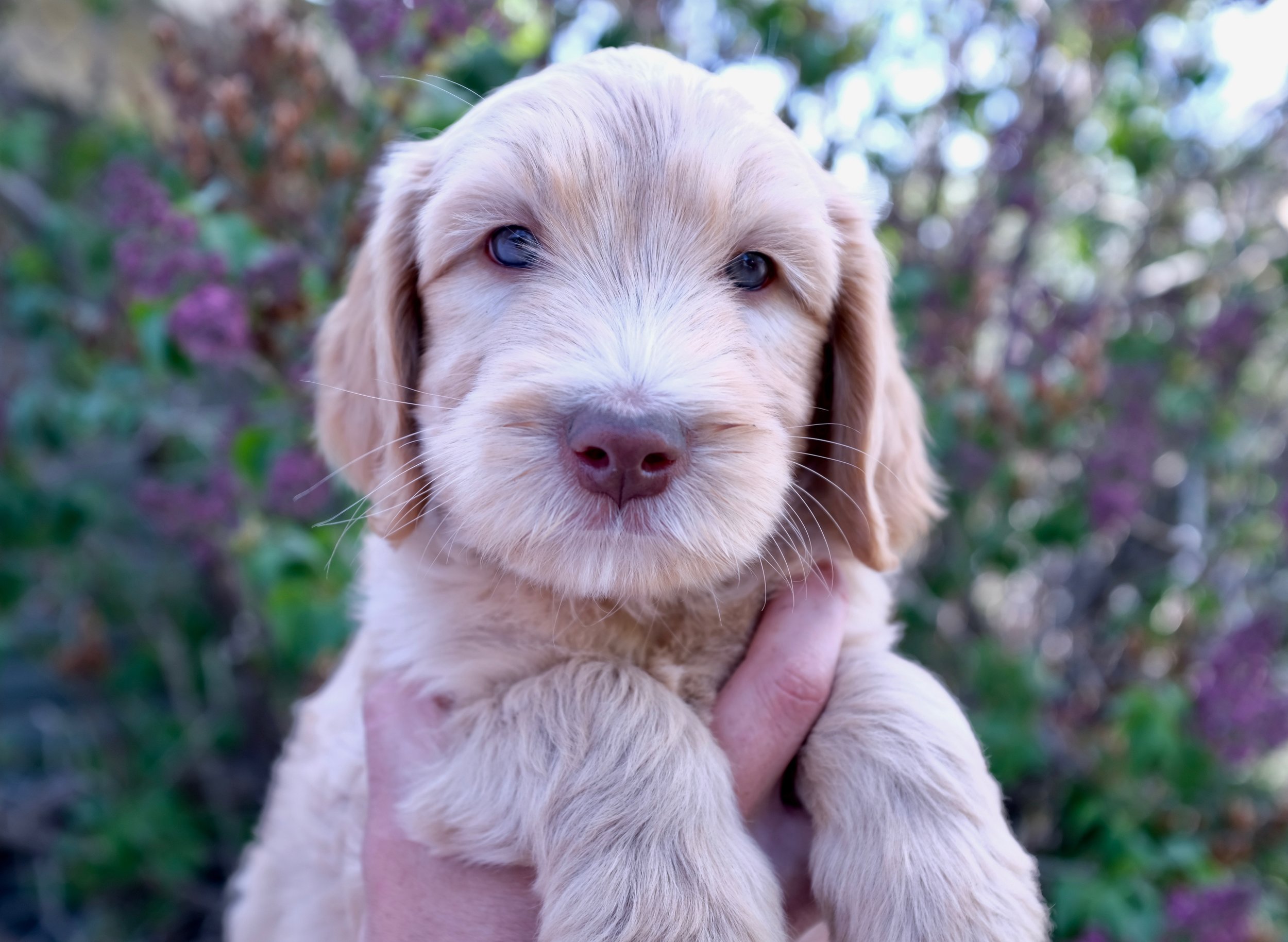 Congrats to Oakley (Blue Boy) and the Paley Family! 