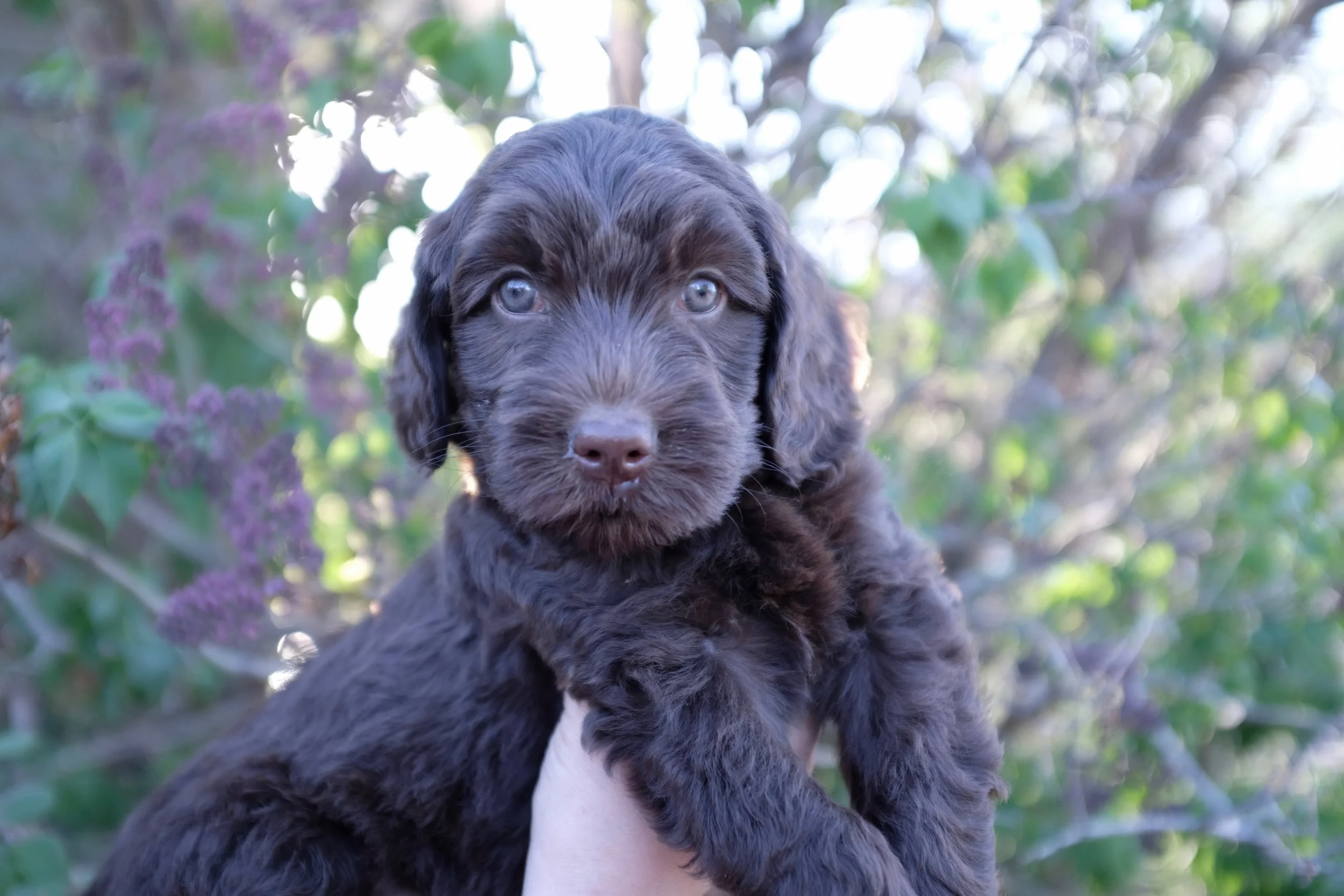 And last but not least, Orange Girl will be our newest addition to the Prairie Doodle program! Congrats to our guardian family, the Murray's!