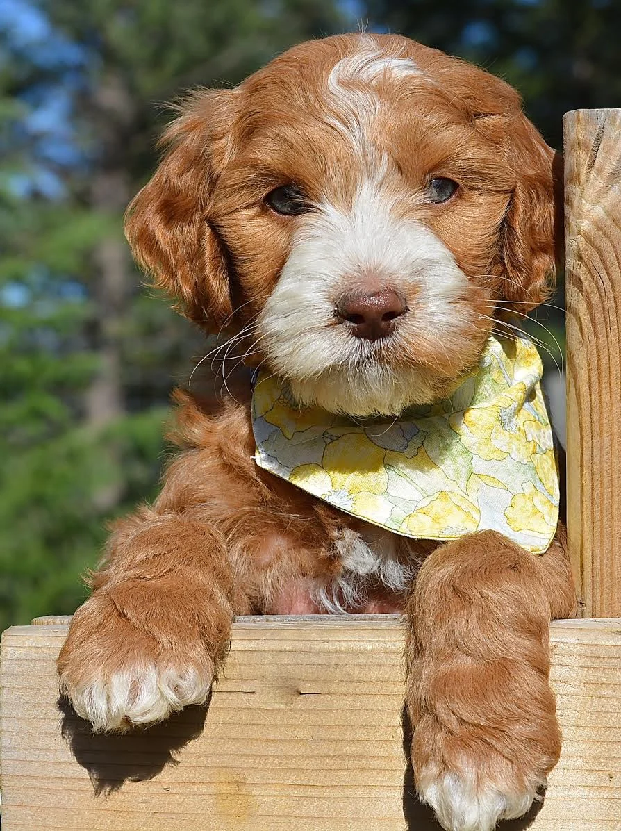 Congrats to Sunny Yellow and the Glowa Family!