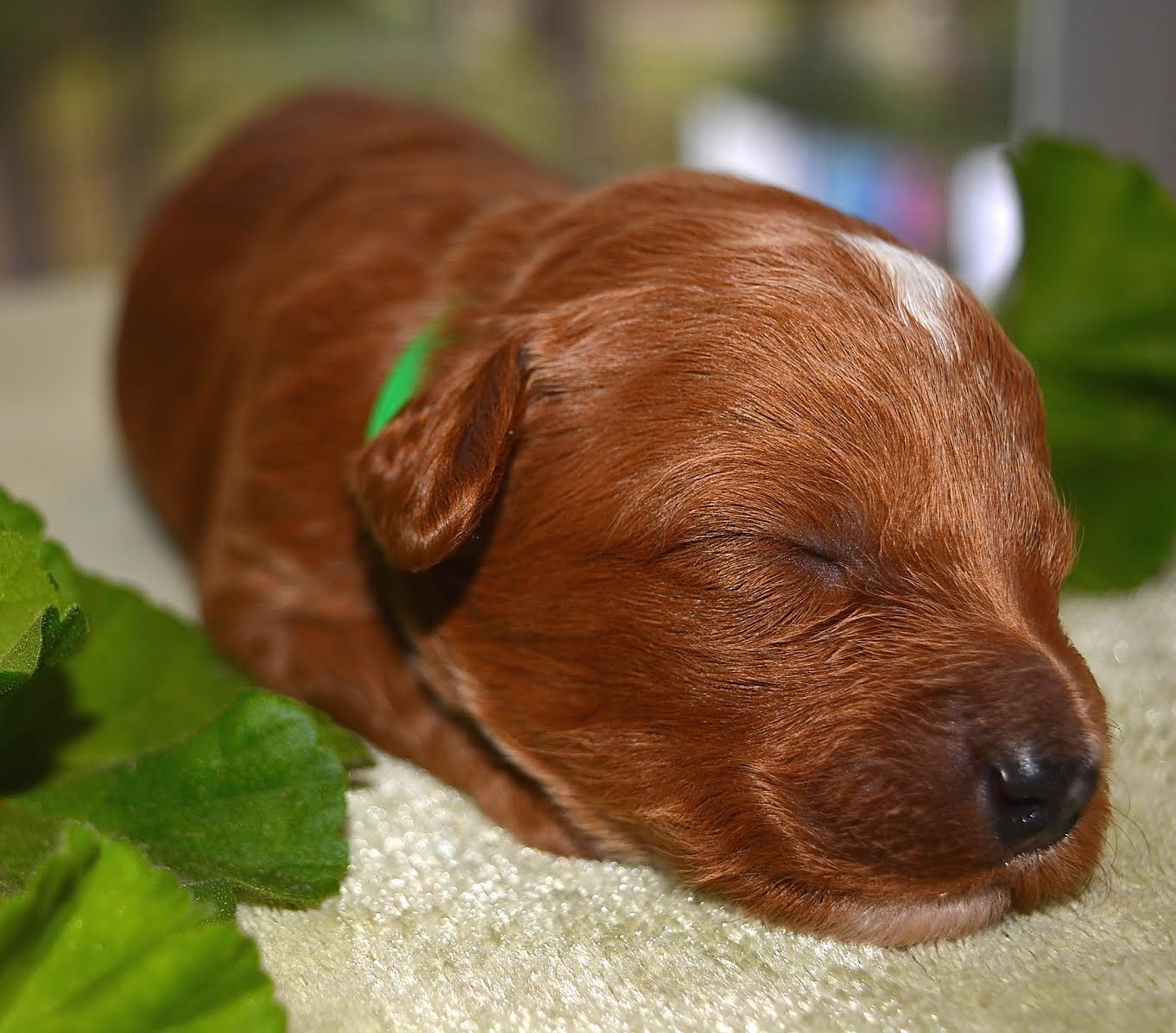 Cedar Green Boy