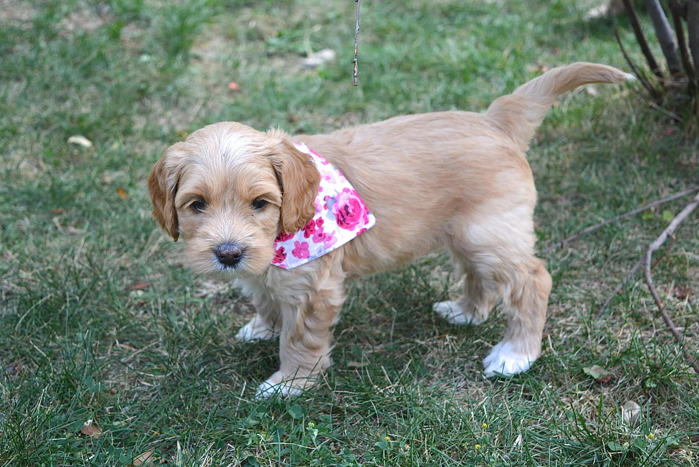 Rosie