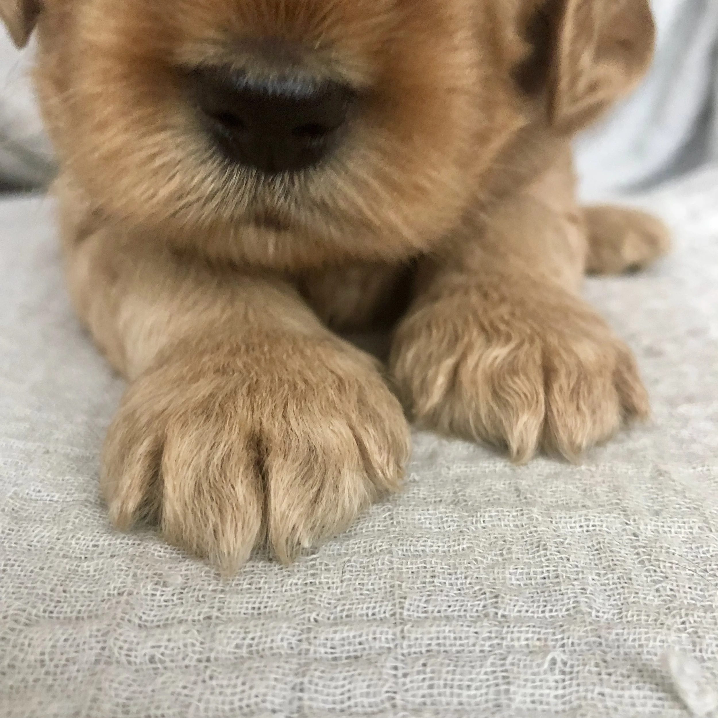 Flaherty's puppies are three weeks old! 