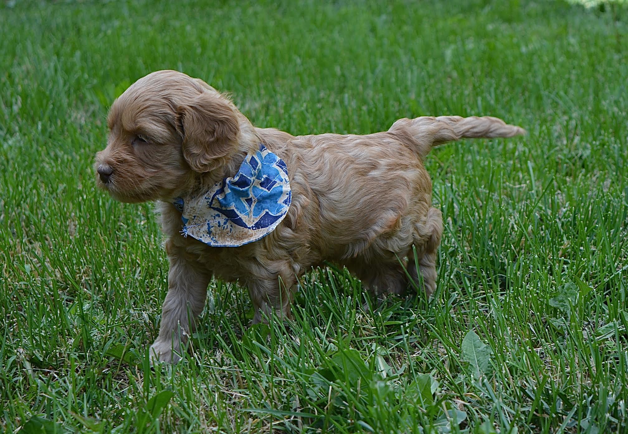 Leo