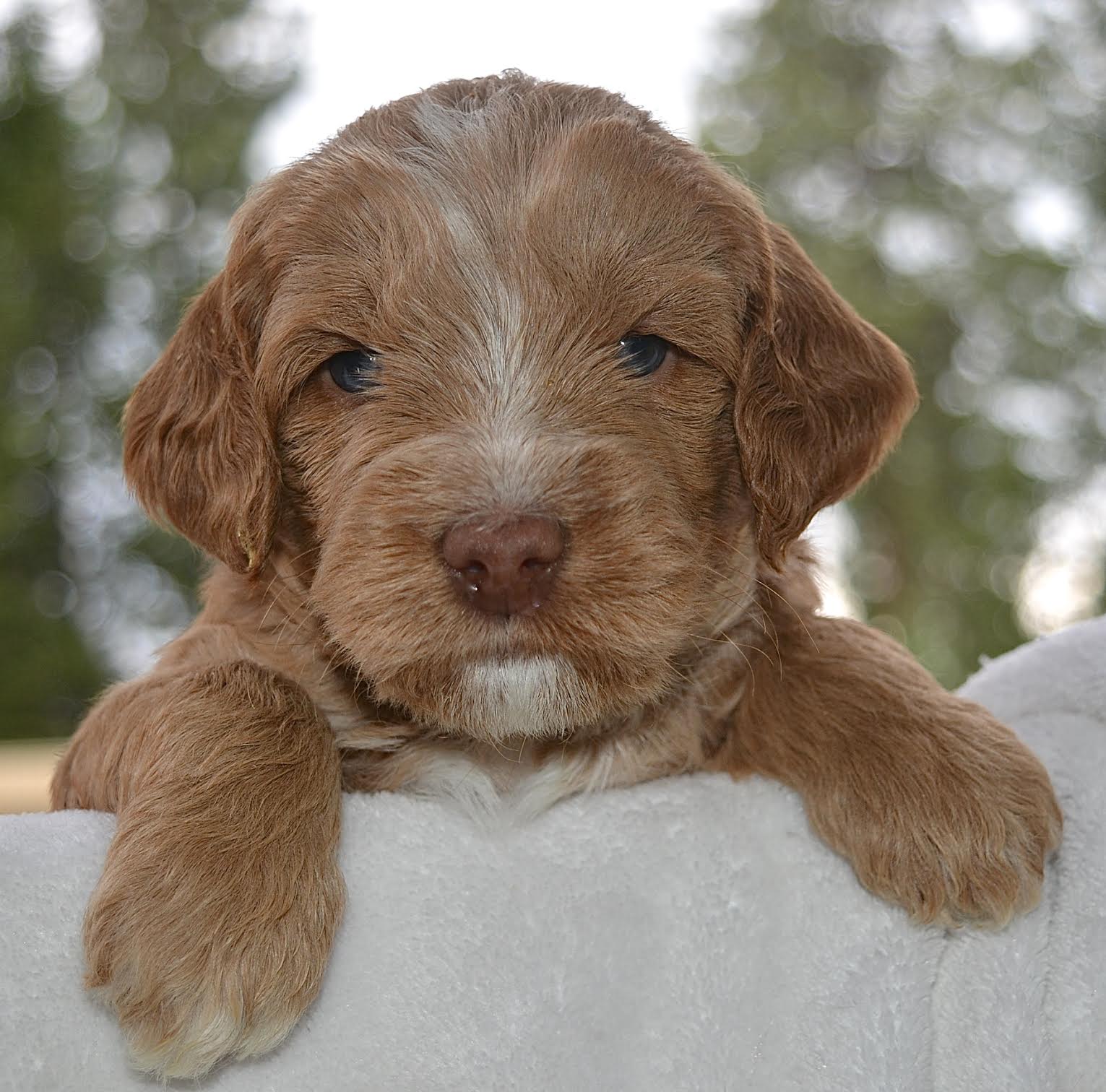 Macie