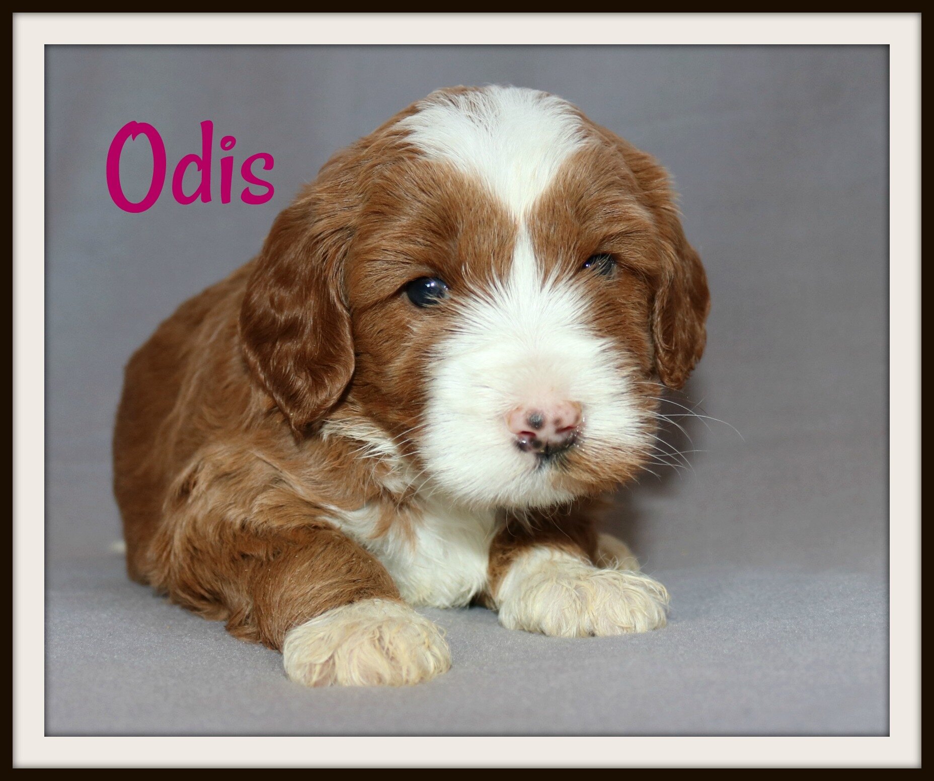 Odis.jpeg