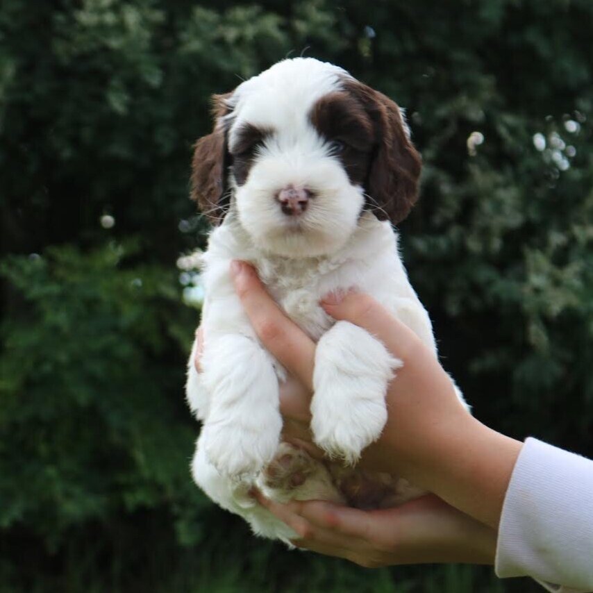 Zeus
