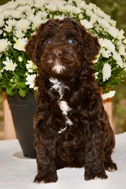 Darla