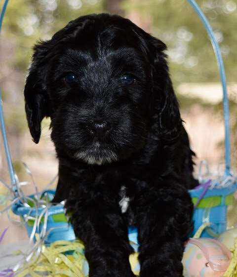 Scamp