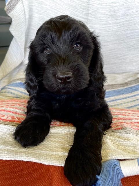 Ozzy (Barney)