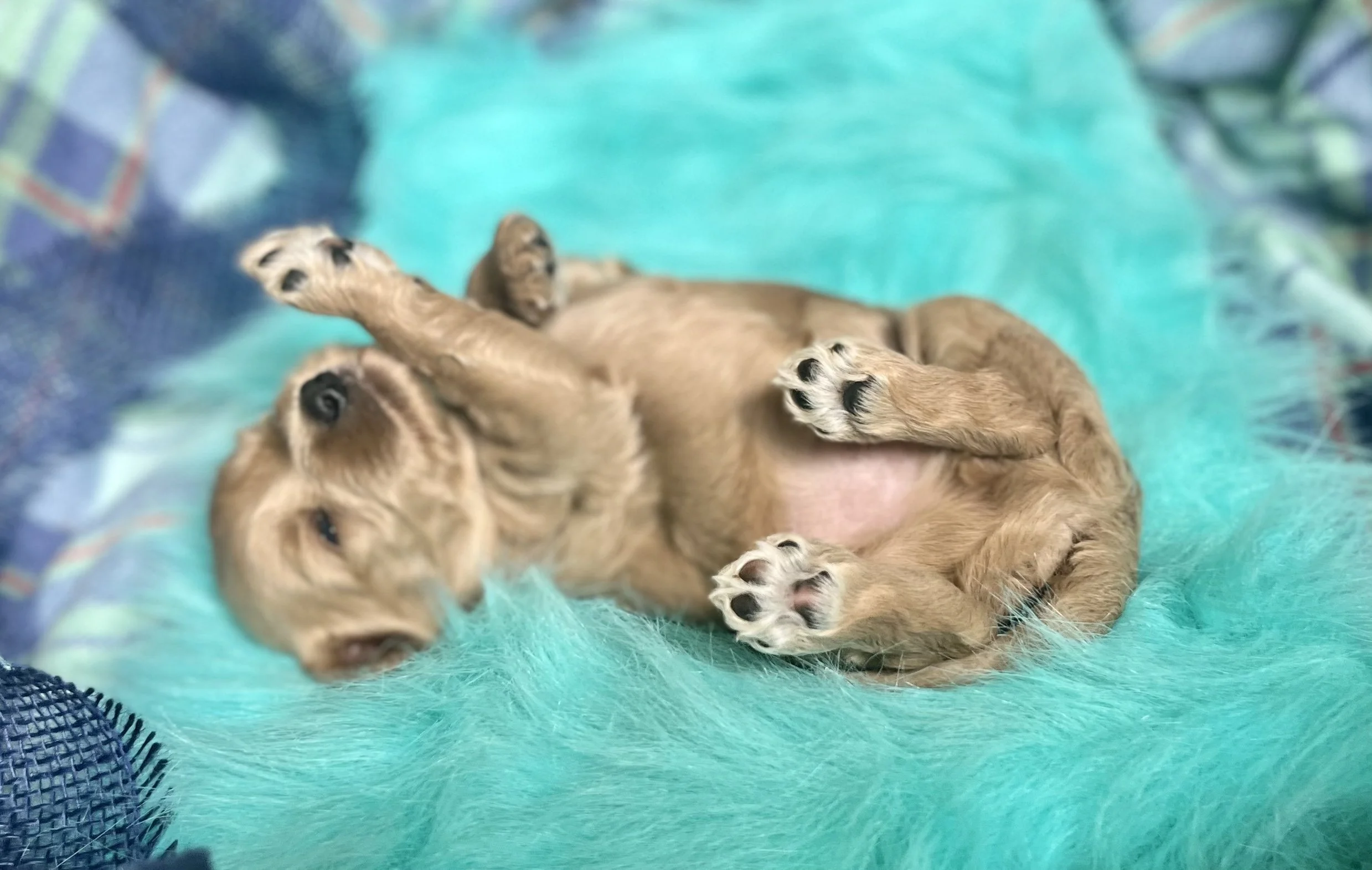 Cindy Lou's puppies are three weeks old! 