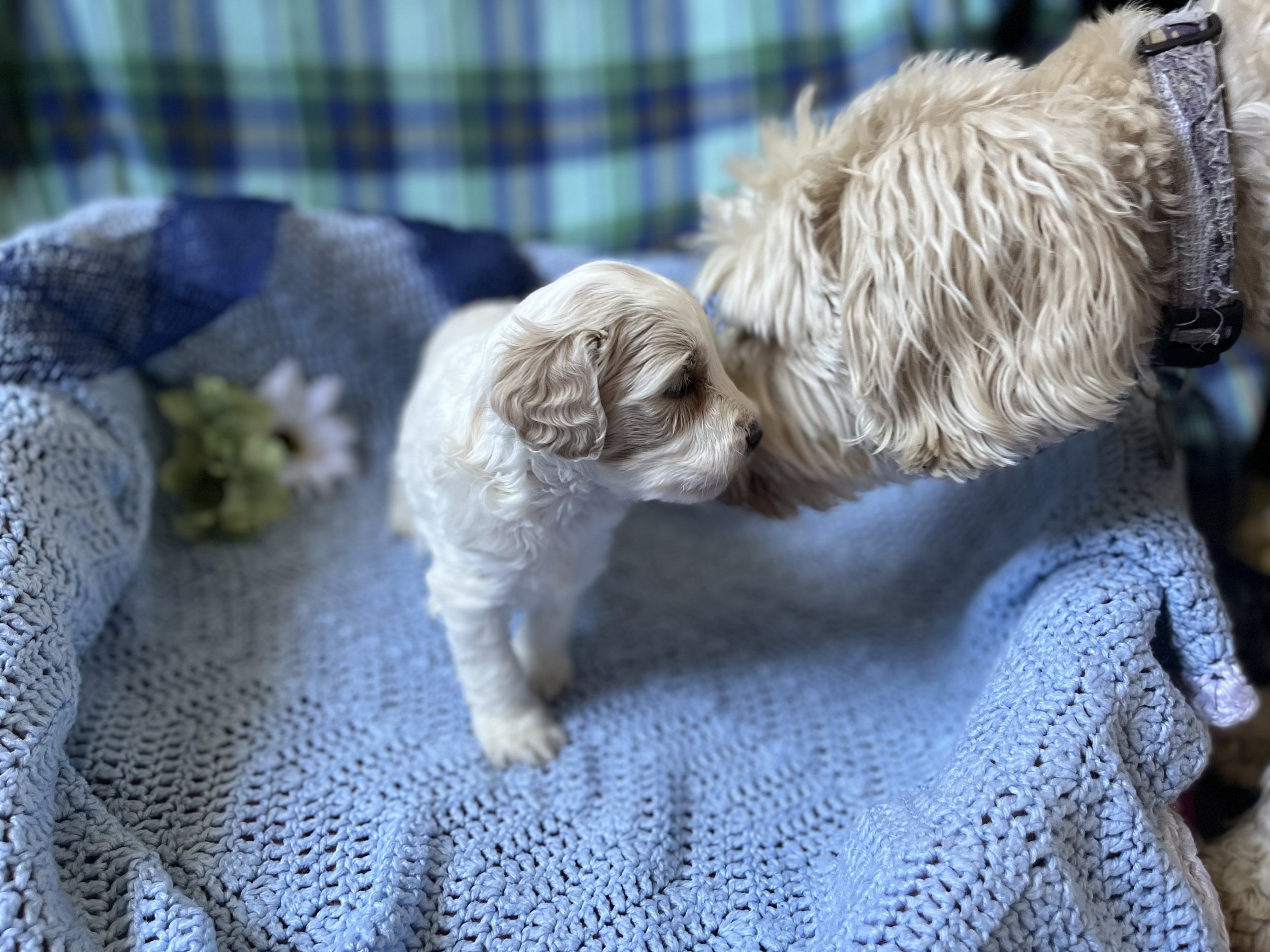 Cindy Lou's puppies are four weeks old! 