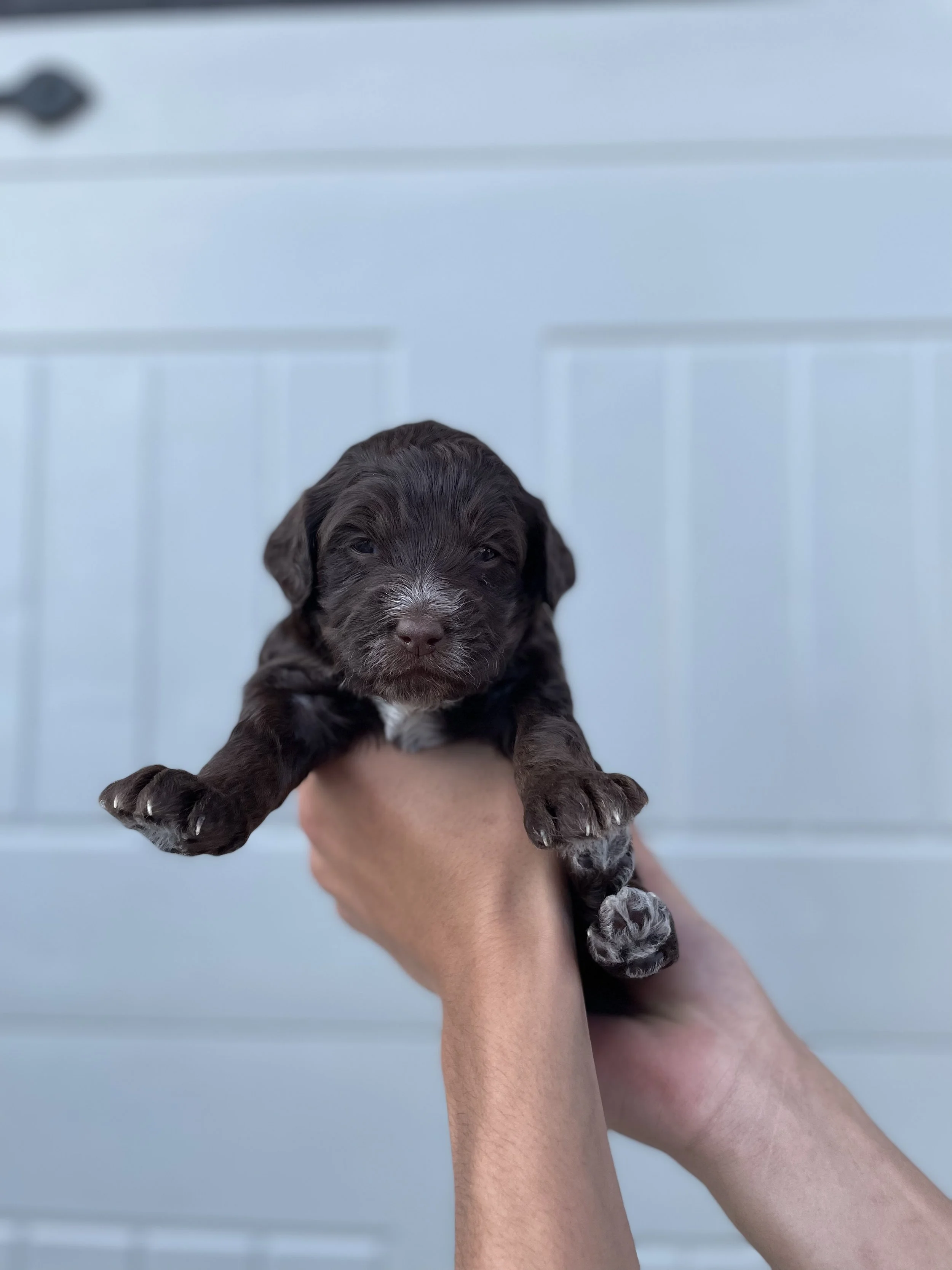 Maya's puppies are three weeks old! 