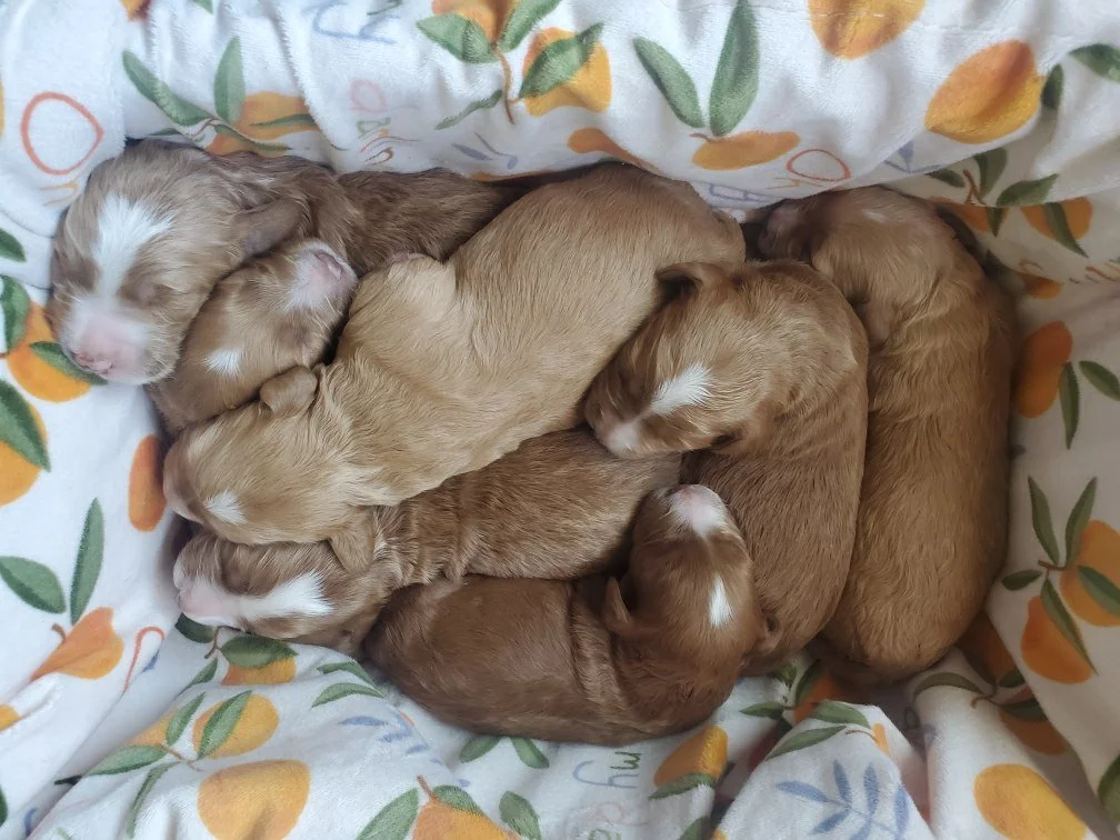 Kimi's puppies are one week old! 