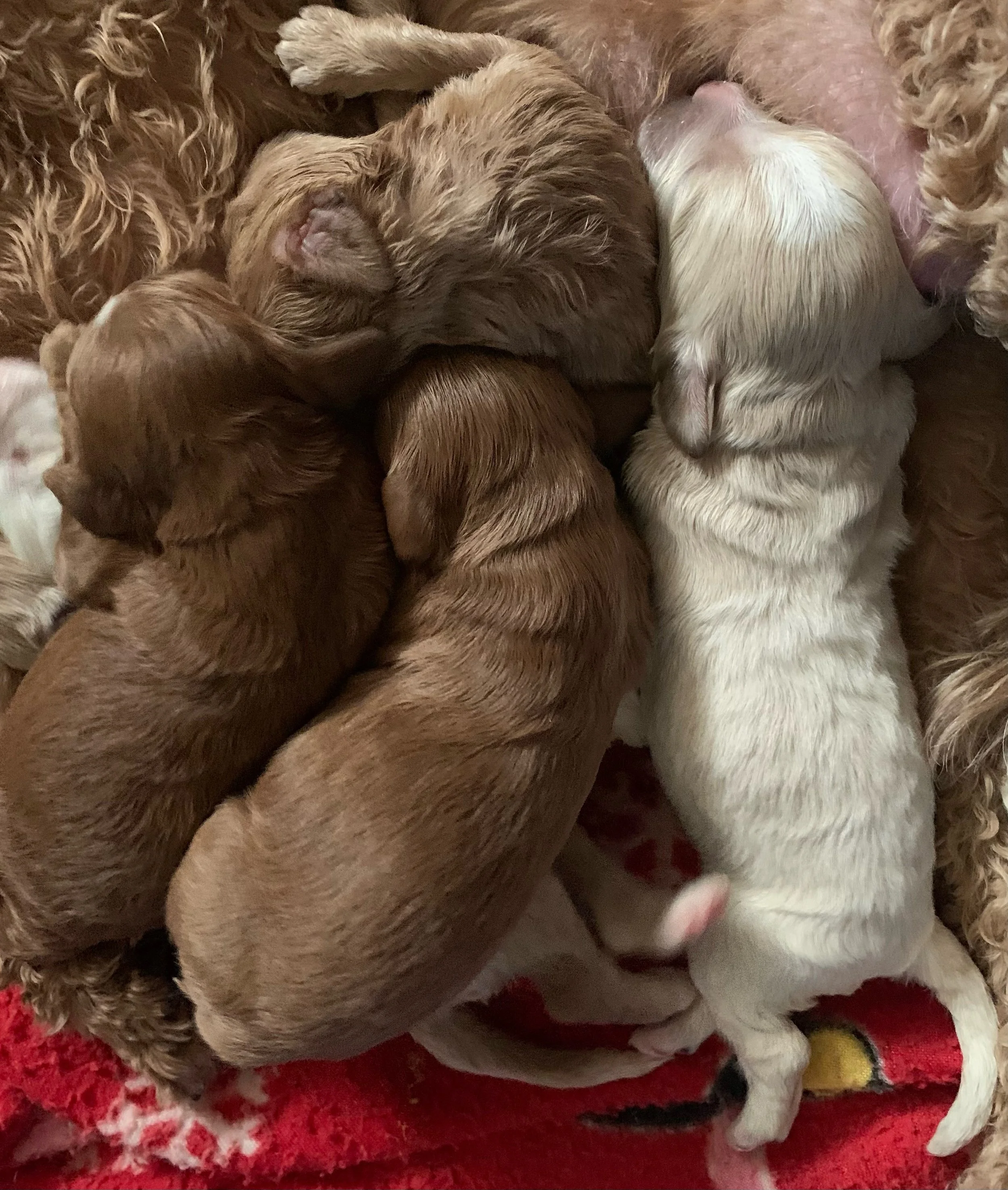 Little Jo's puppies are one week old! 