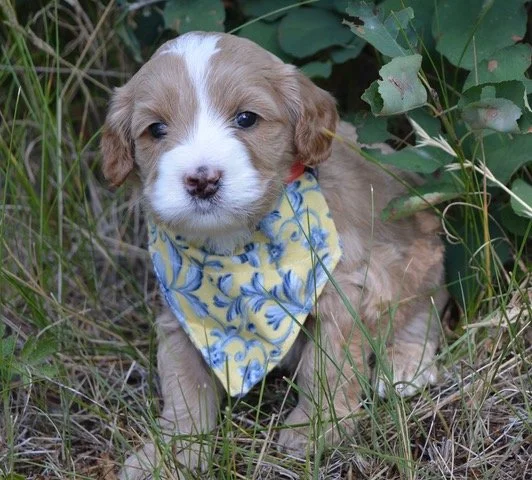 Barbie's puppies are four weeks old! 
