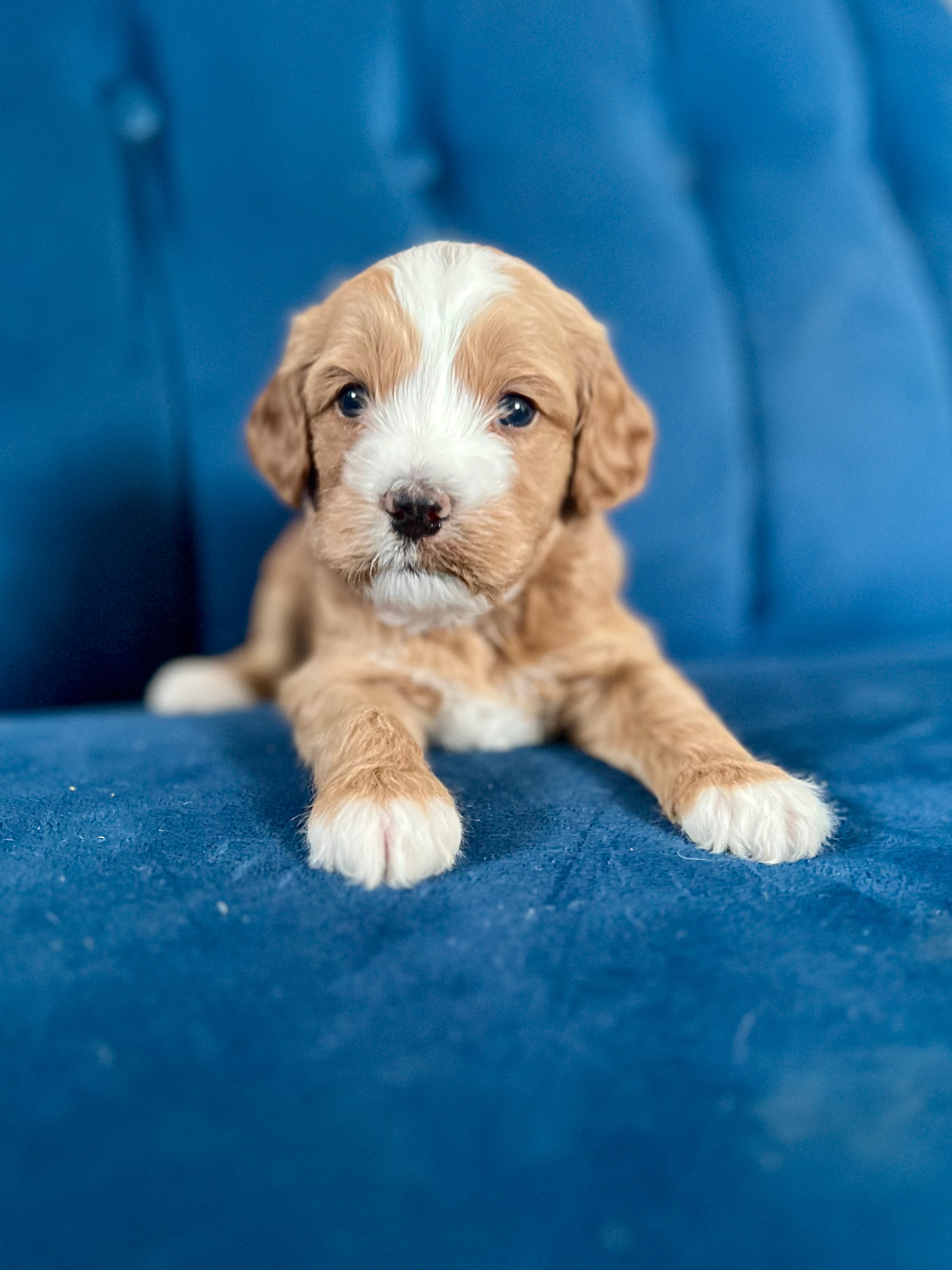 Frodo (boy)