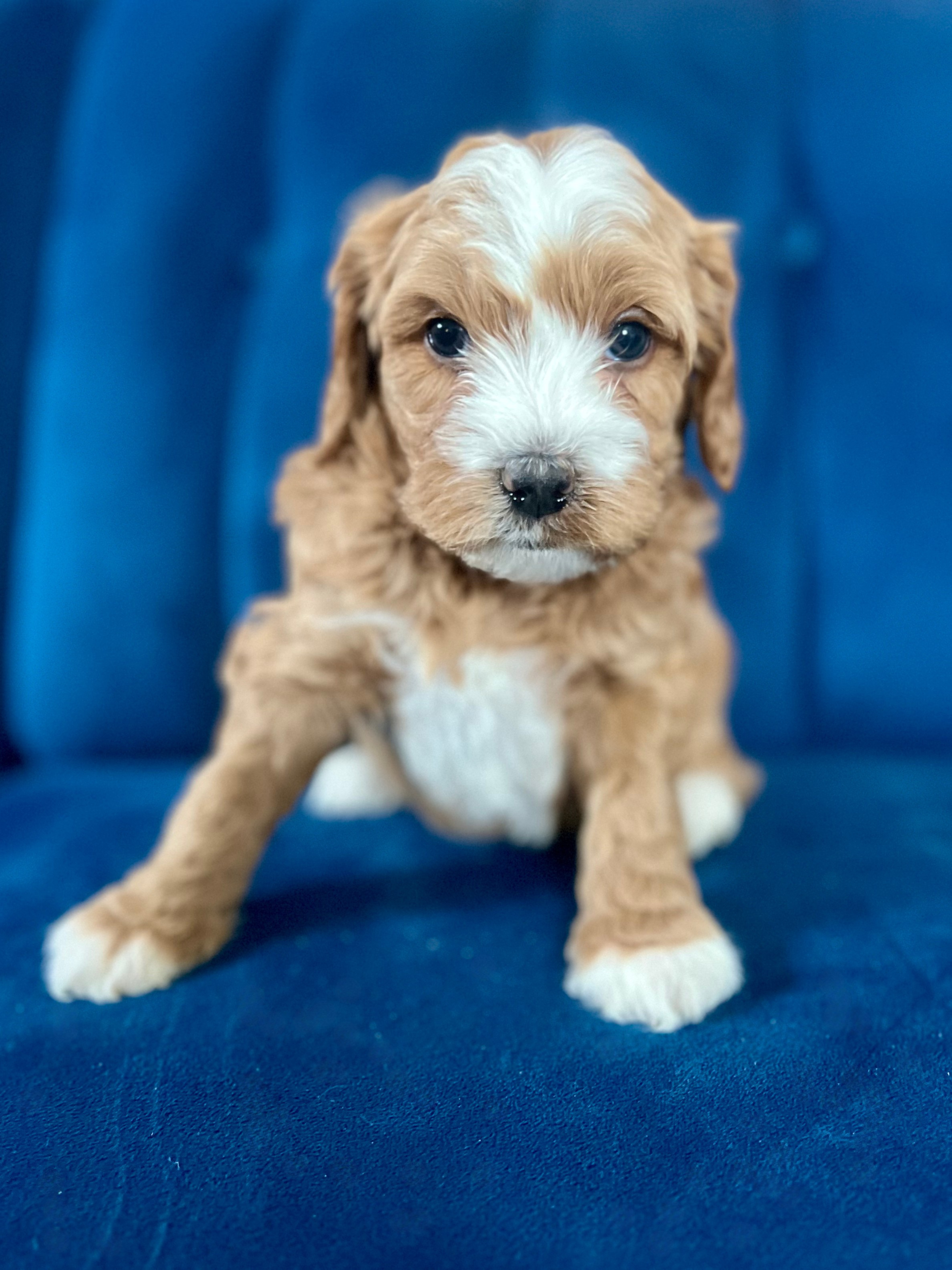 Frodo (boy)