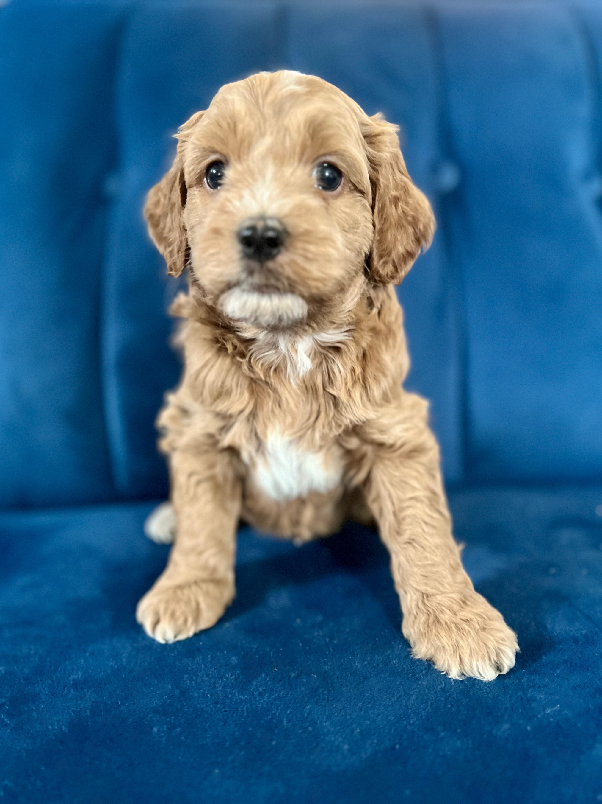 Gimli (boy)