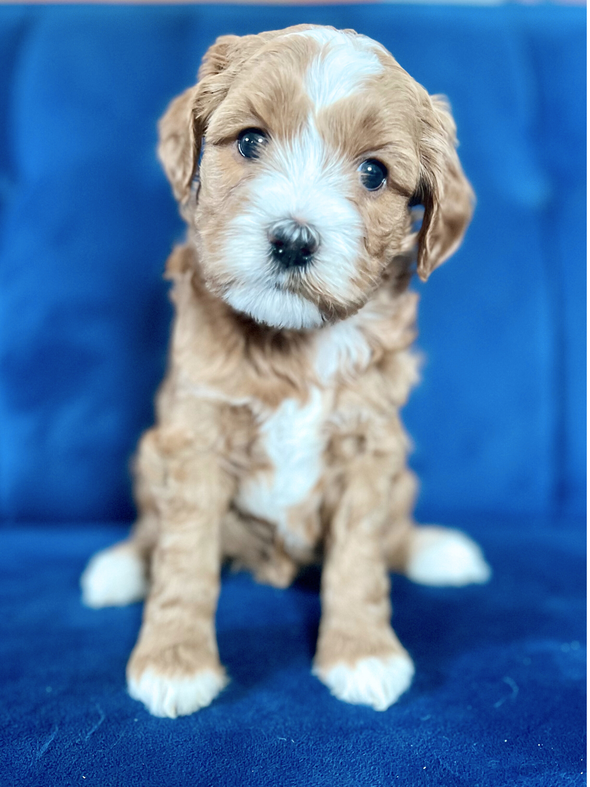 Pippen (girl)