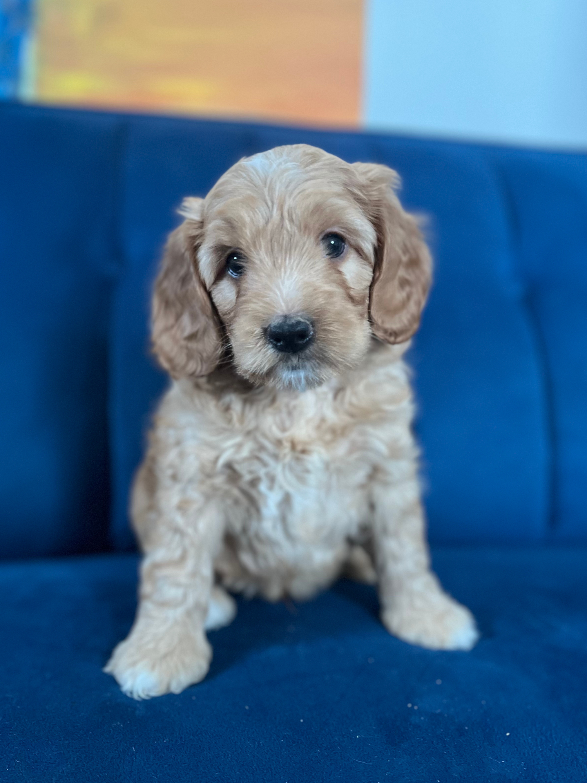 Gandalf (boy)