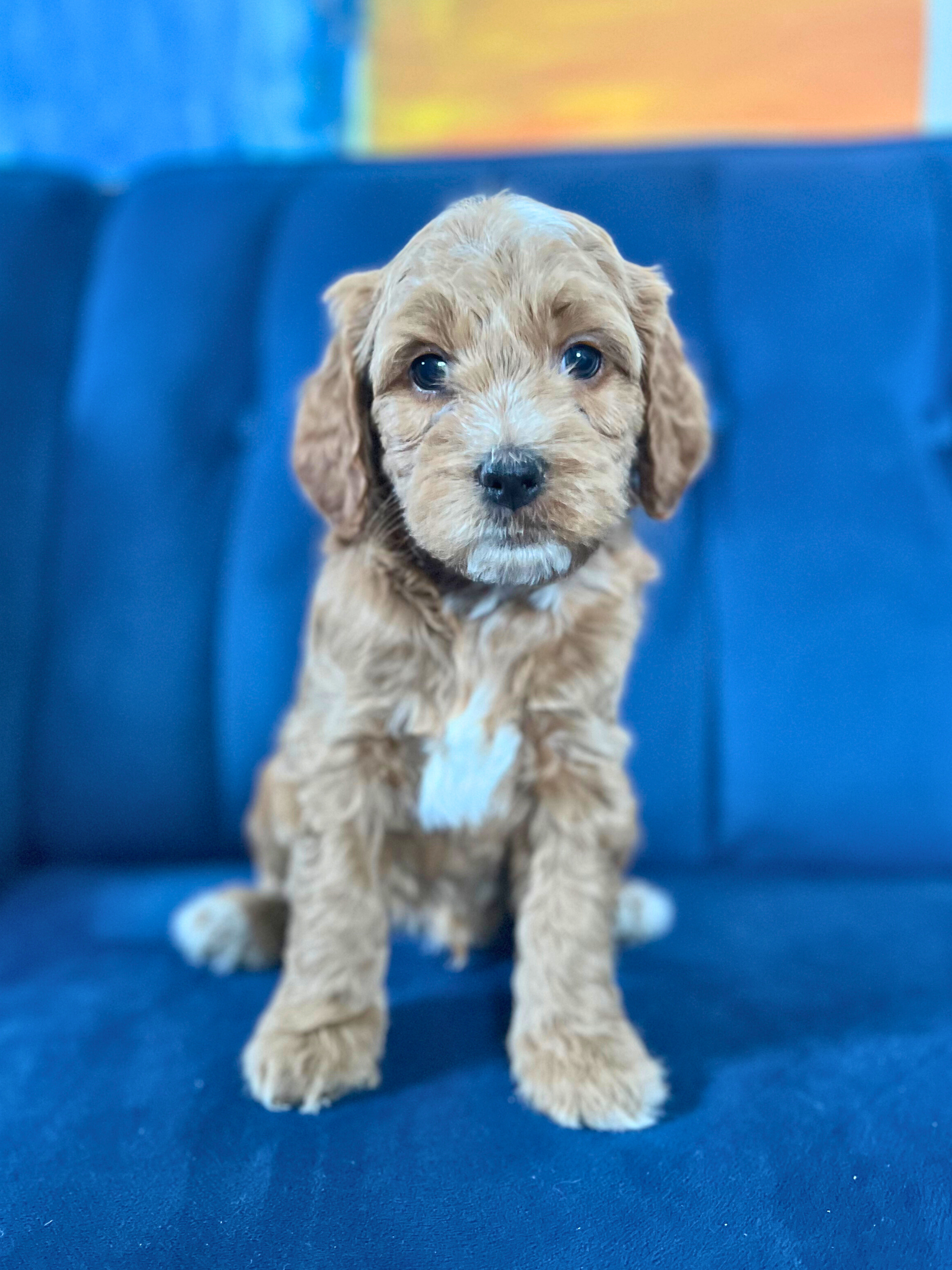 Gimli (boy)
