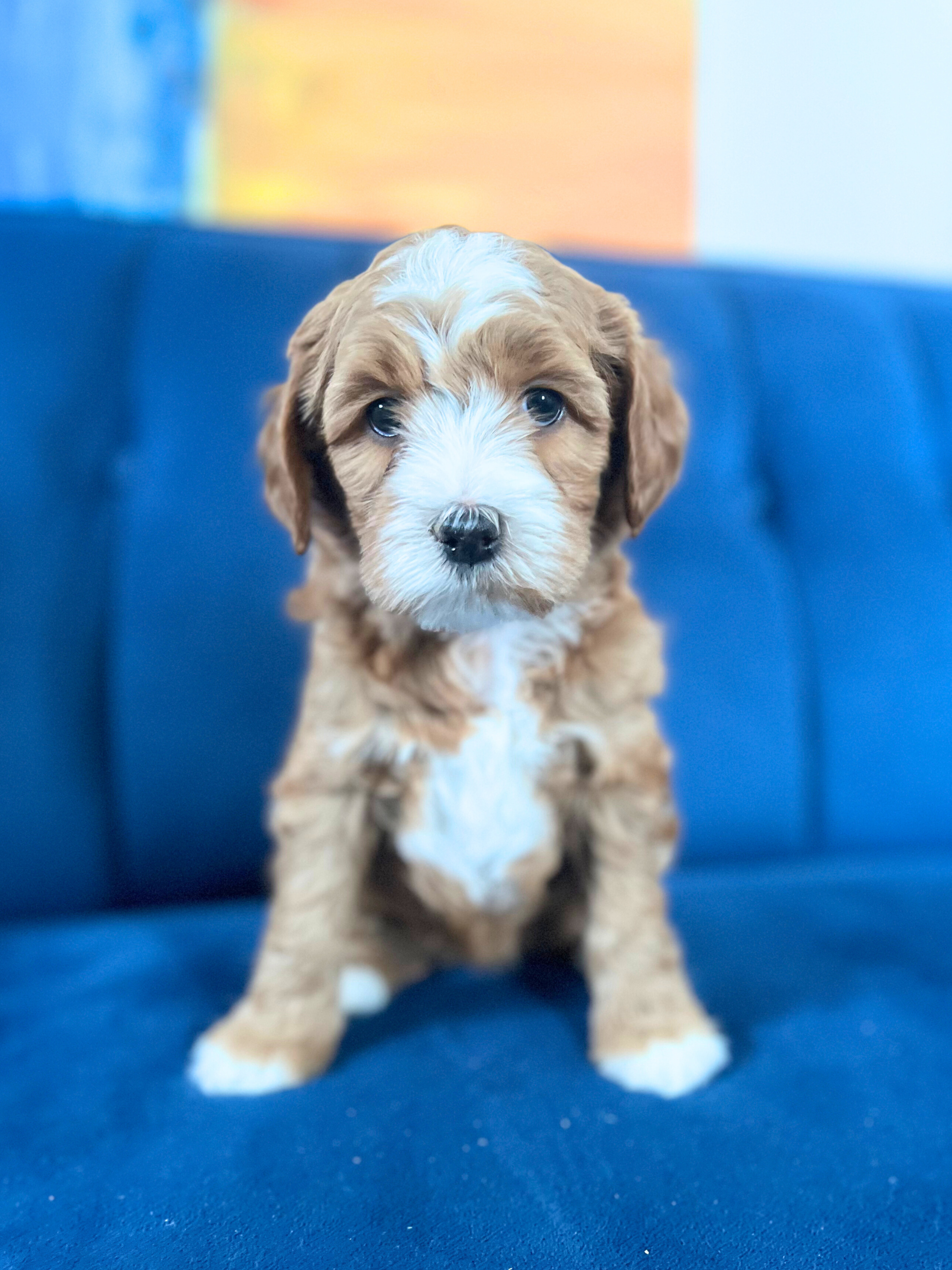 Pippen (girl)