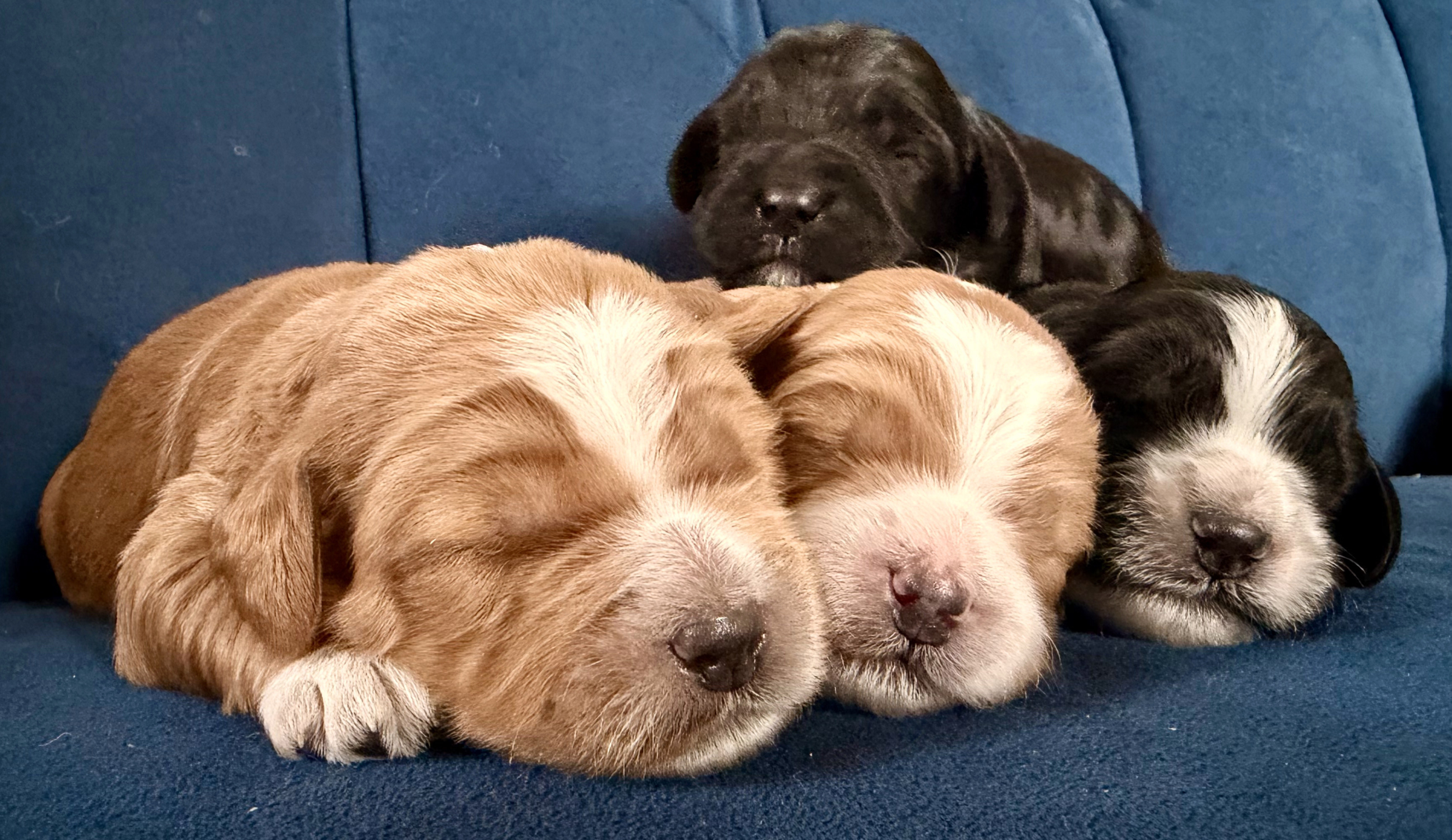 The Boys