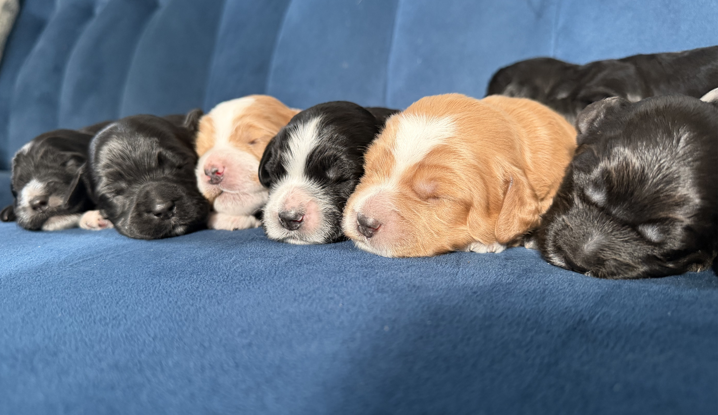 Frannie's puppies are one week old! 