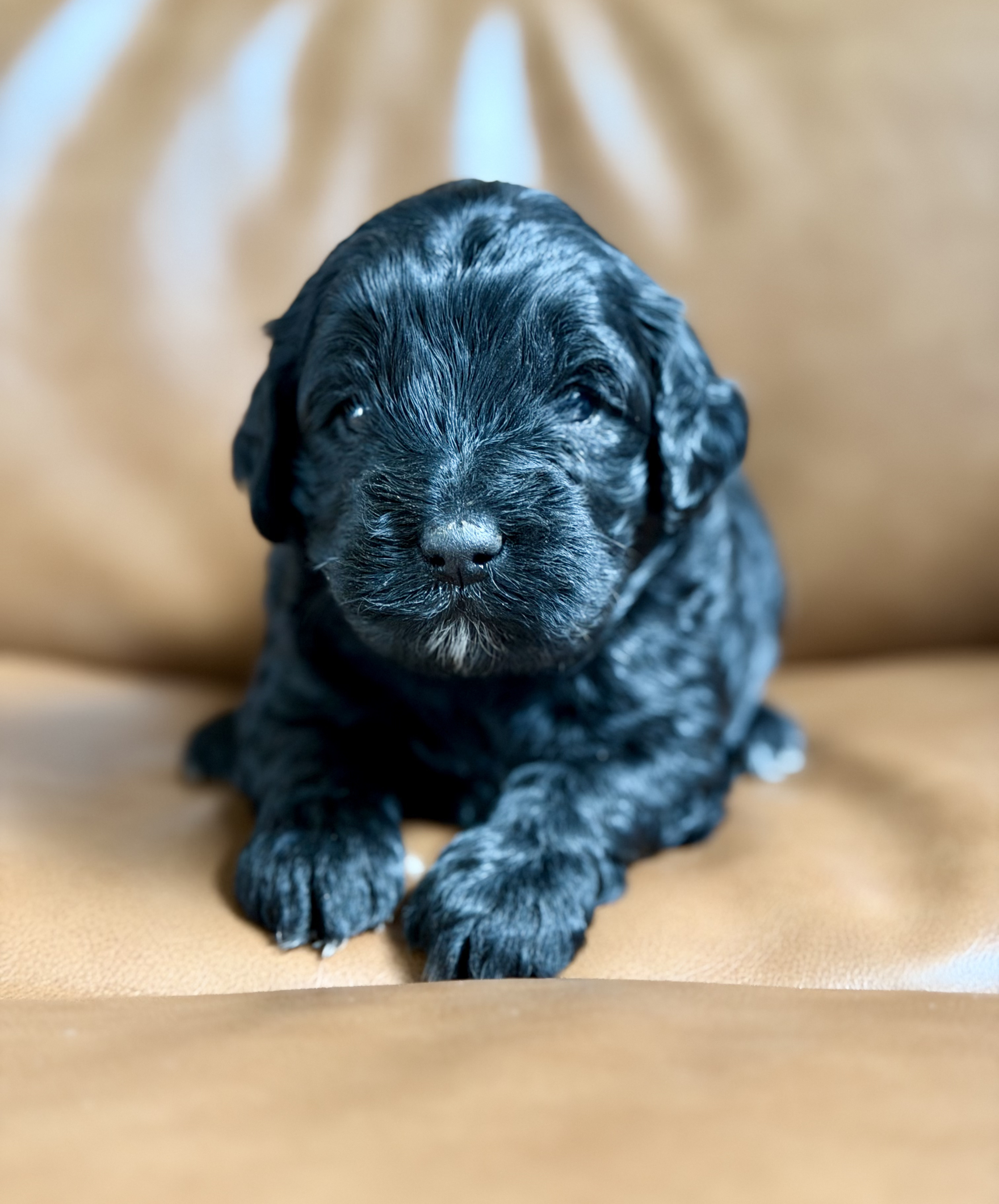Frannie's puppies are three weeks old! 