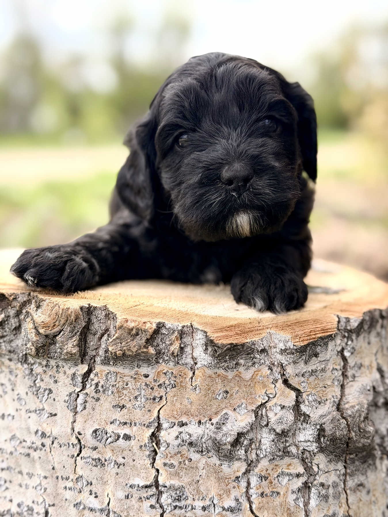 Frannie's puppies are four weeks old! 