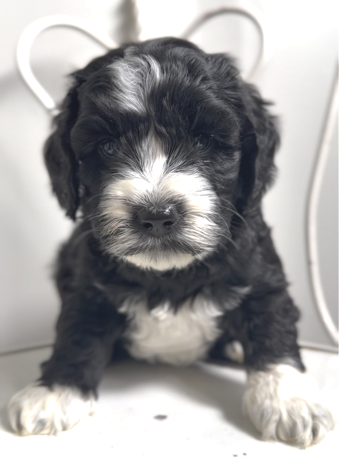 Frannie's puppies are five weeks old! 